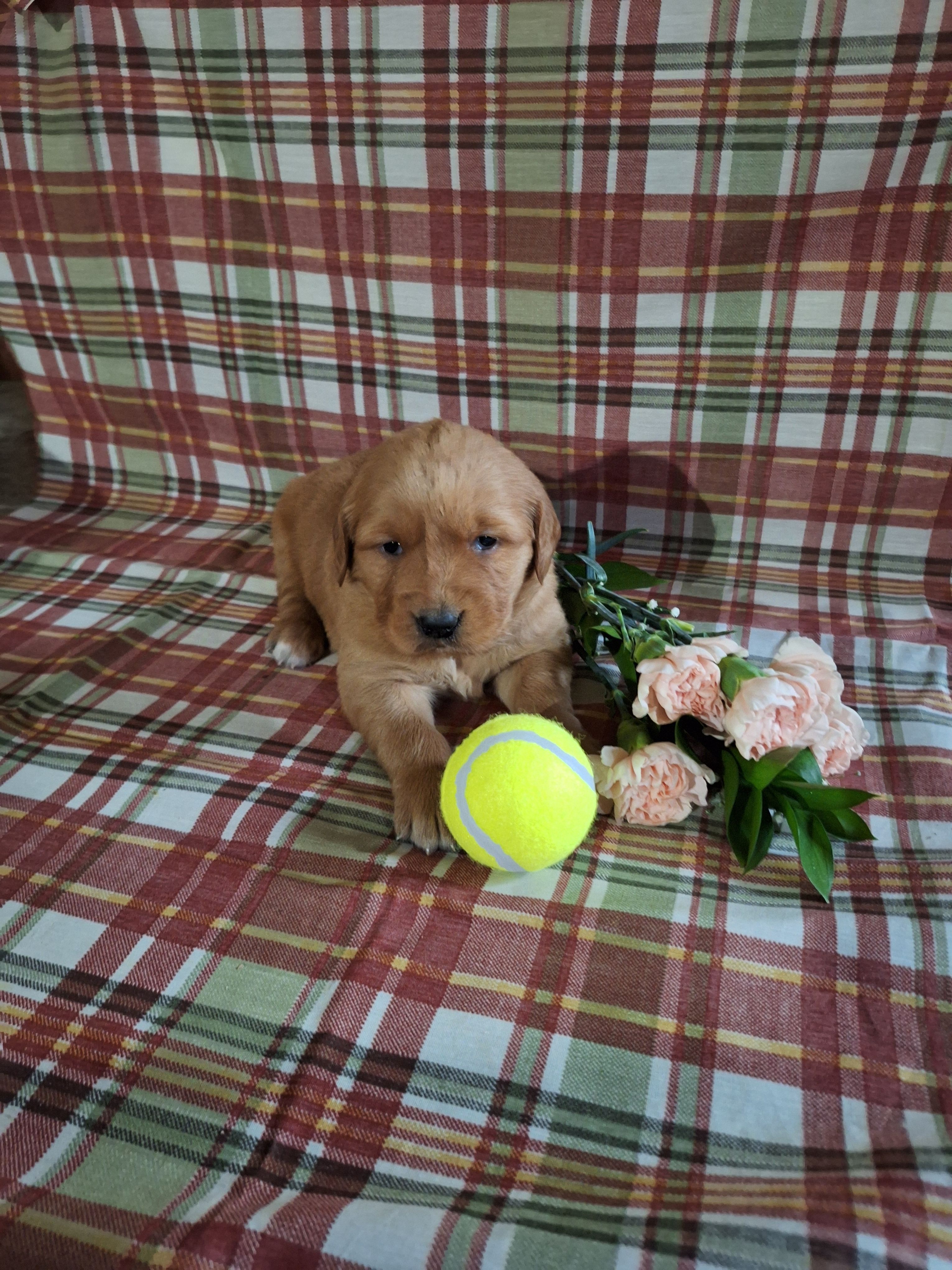 Bri, a female Golden Retriever for sale in Bremen, IN – Photo 2 of 2