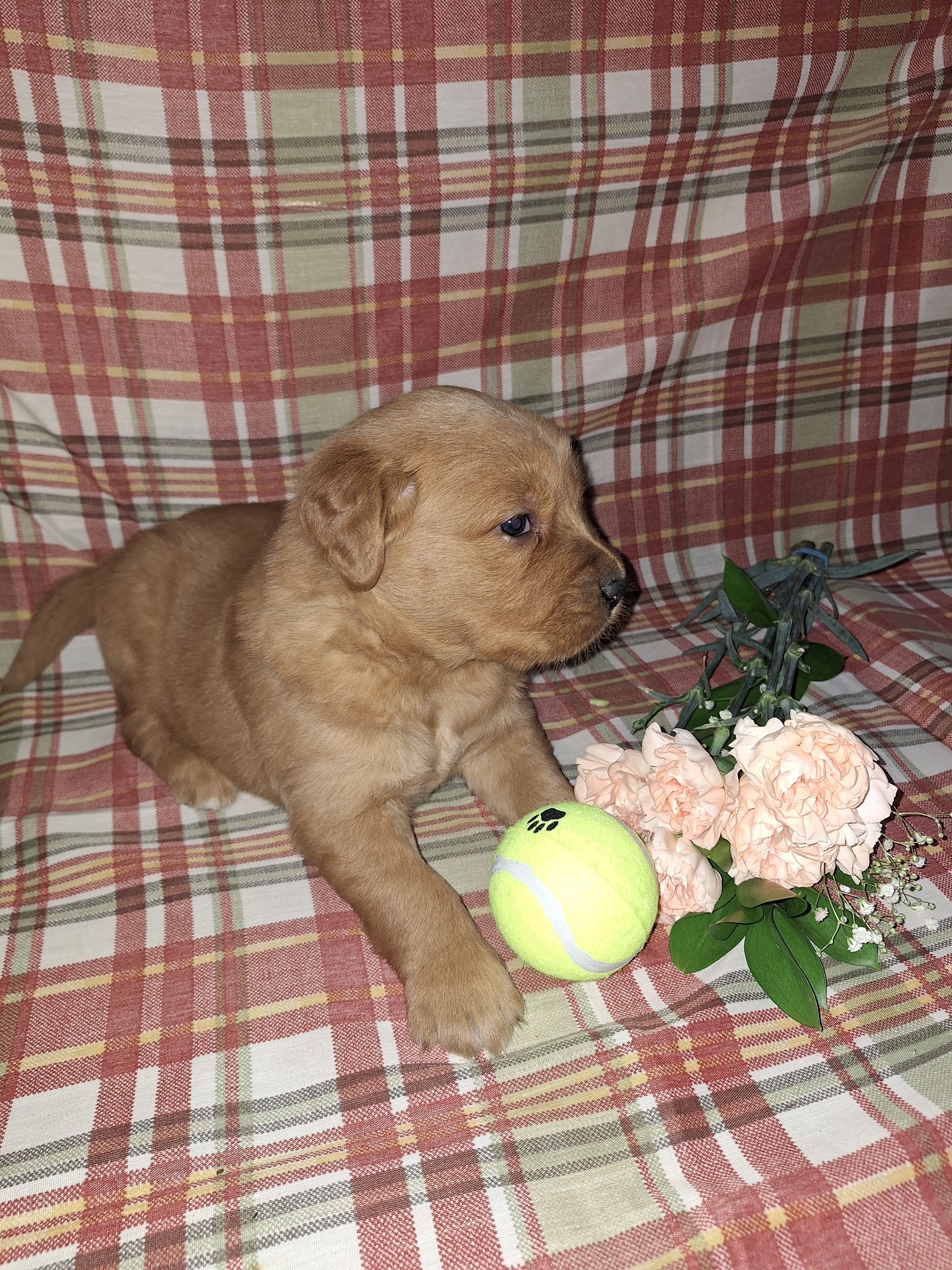 Banjo – Golden Retriever puppy for sale in Bremen, IN