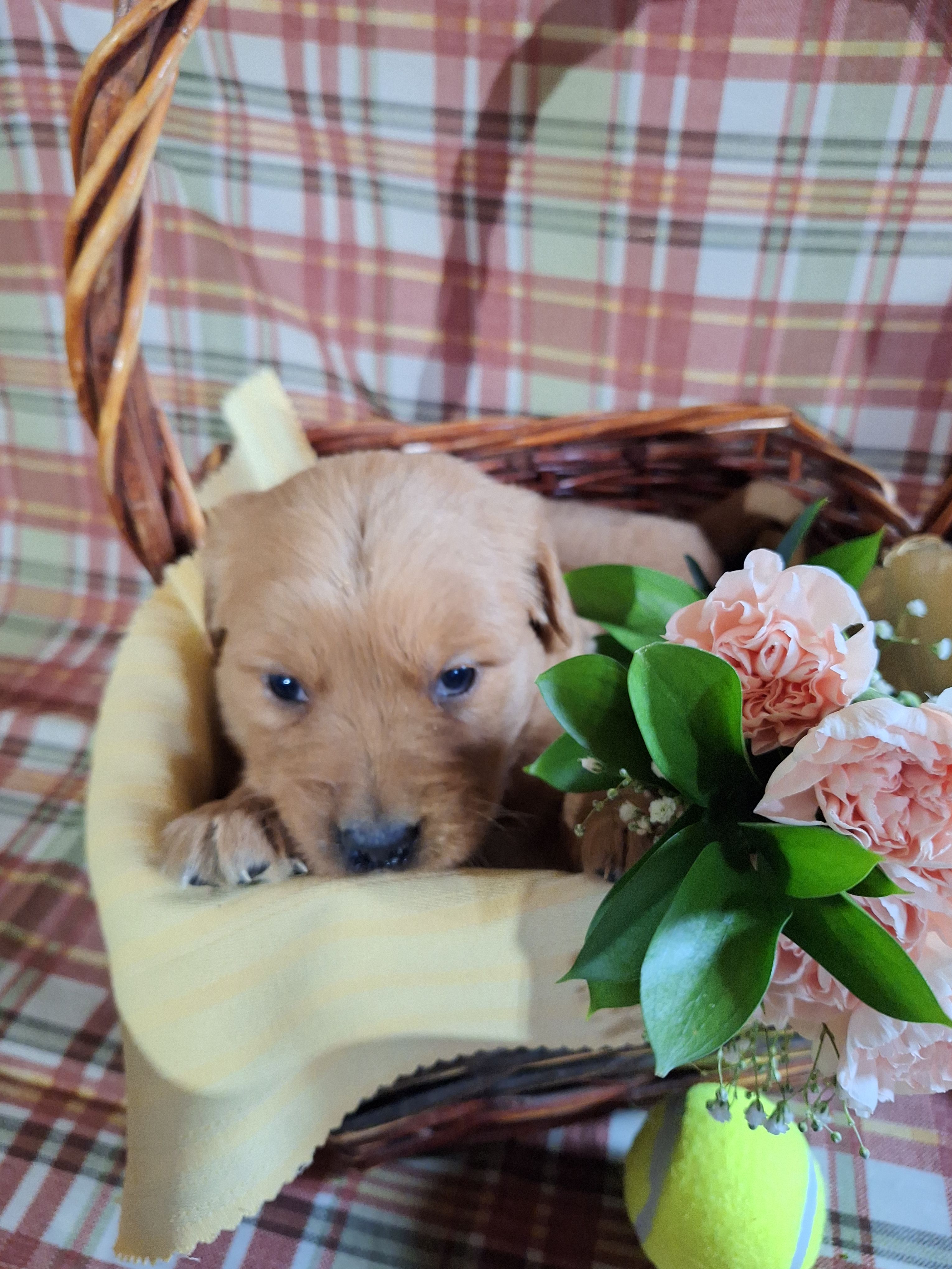 Banjo – Golden Retriever puppy for sale in Bremen, IN