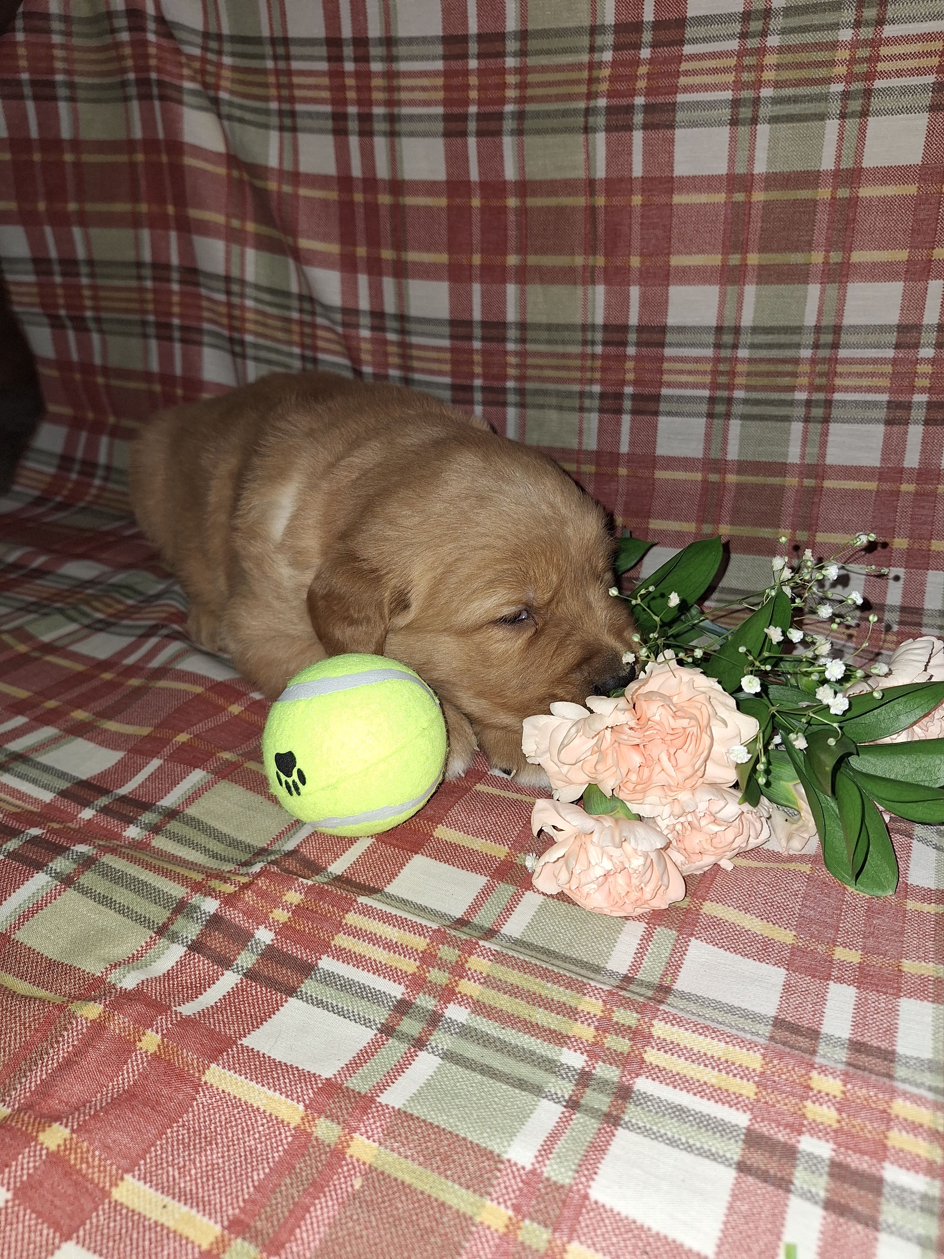 Beu, a male Golden Retriever for sale in Bremen, IN – Photo 2 of 3