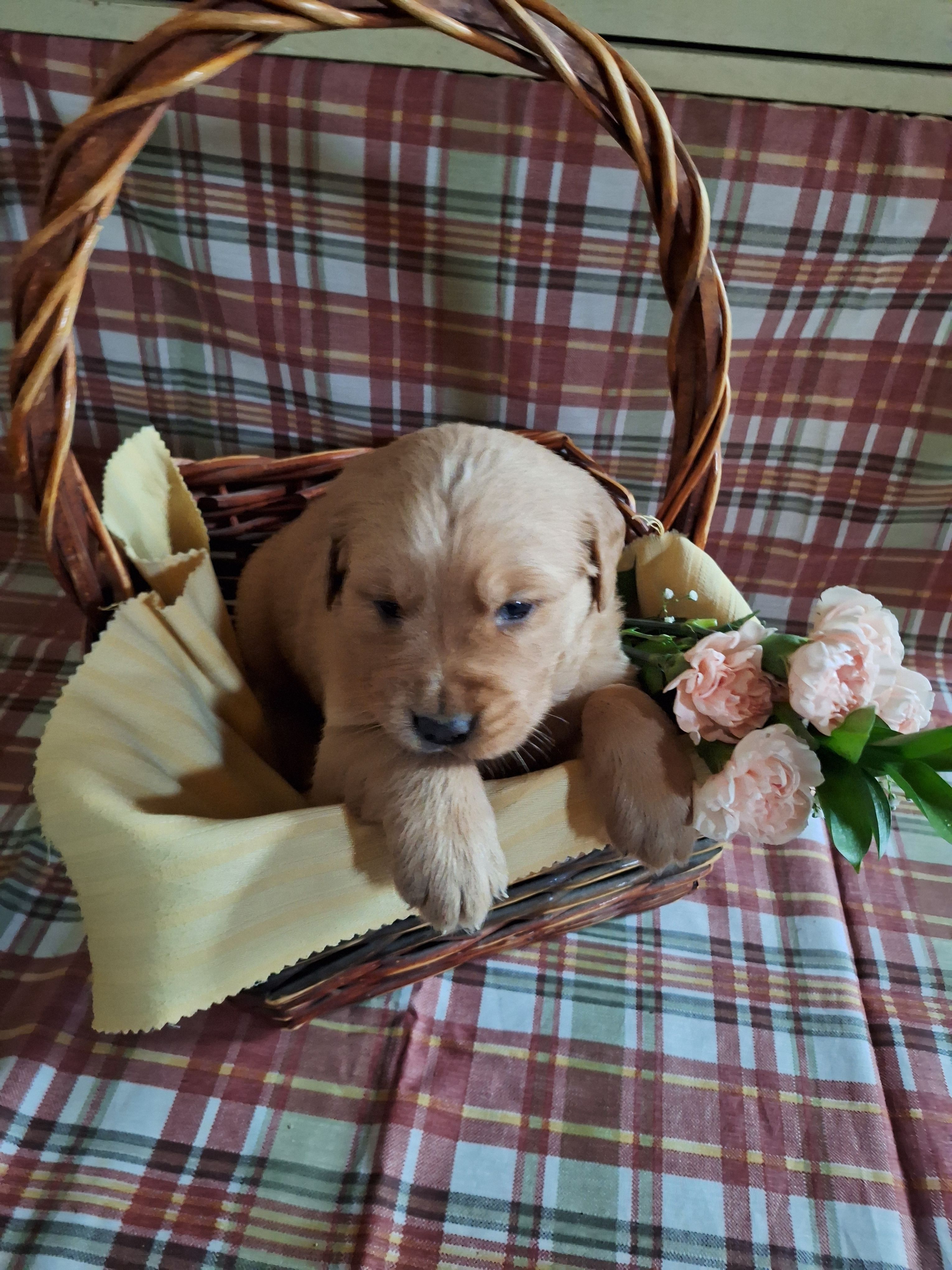 Bentley – Golden Retriever puppy for sale in Bremen, IN
