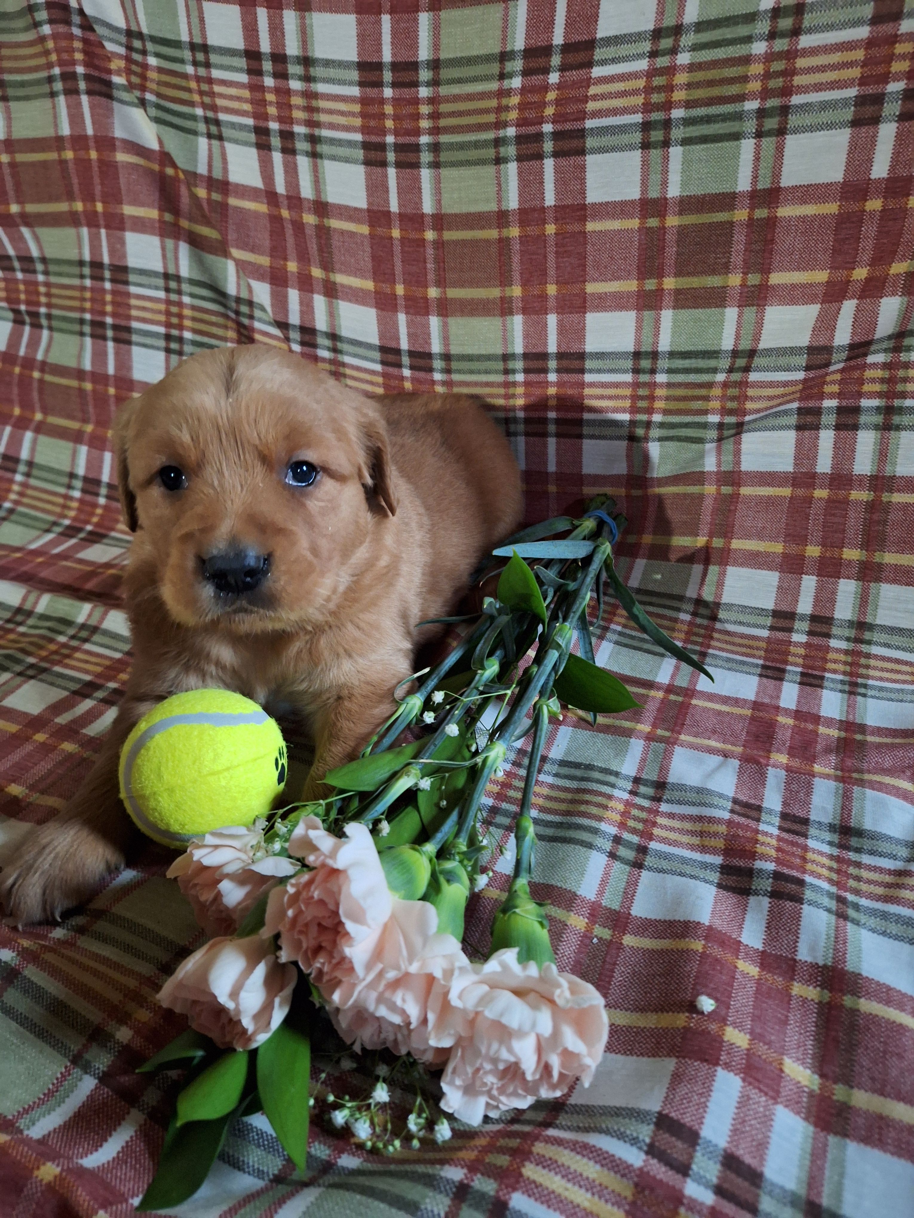 Banjo, a male Golden Retriever for sale in Bremen, IN – Photo 2 of 2