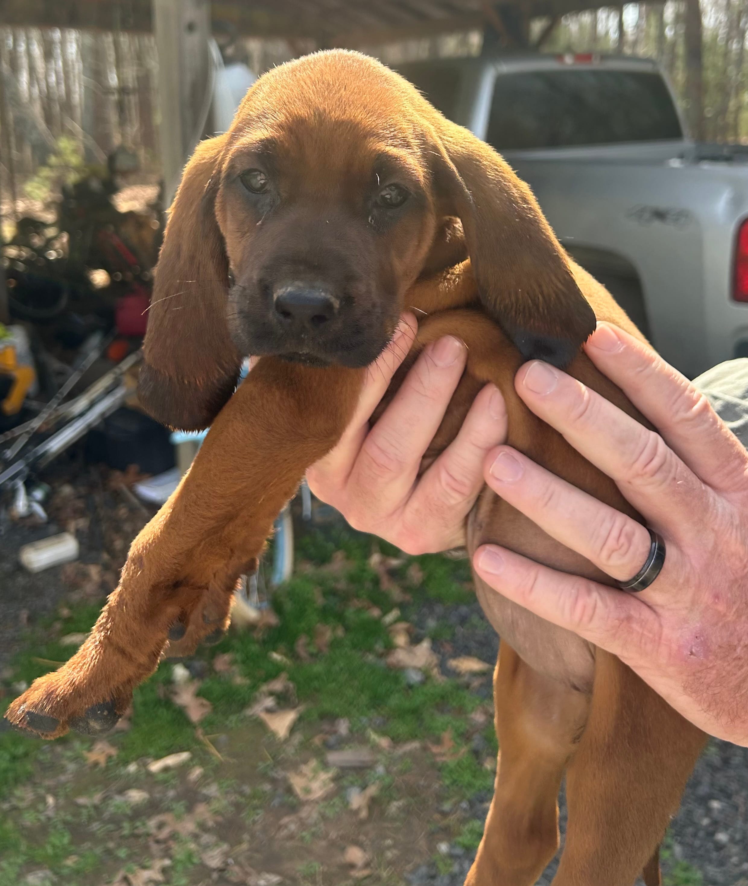 5 females; 3 males – Redbone Coonhound puppy for sale in Scottsburg, VA