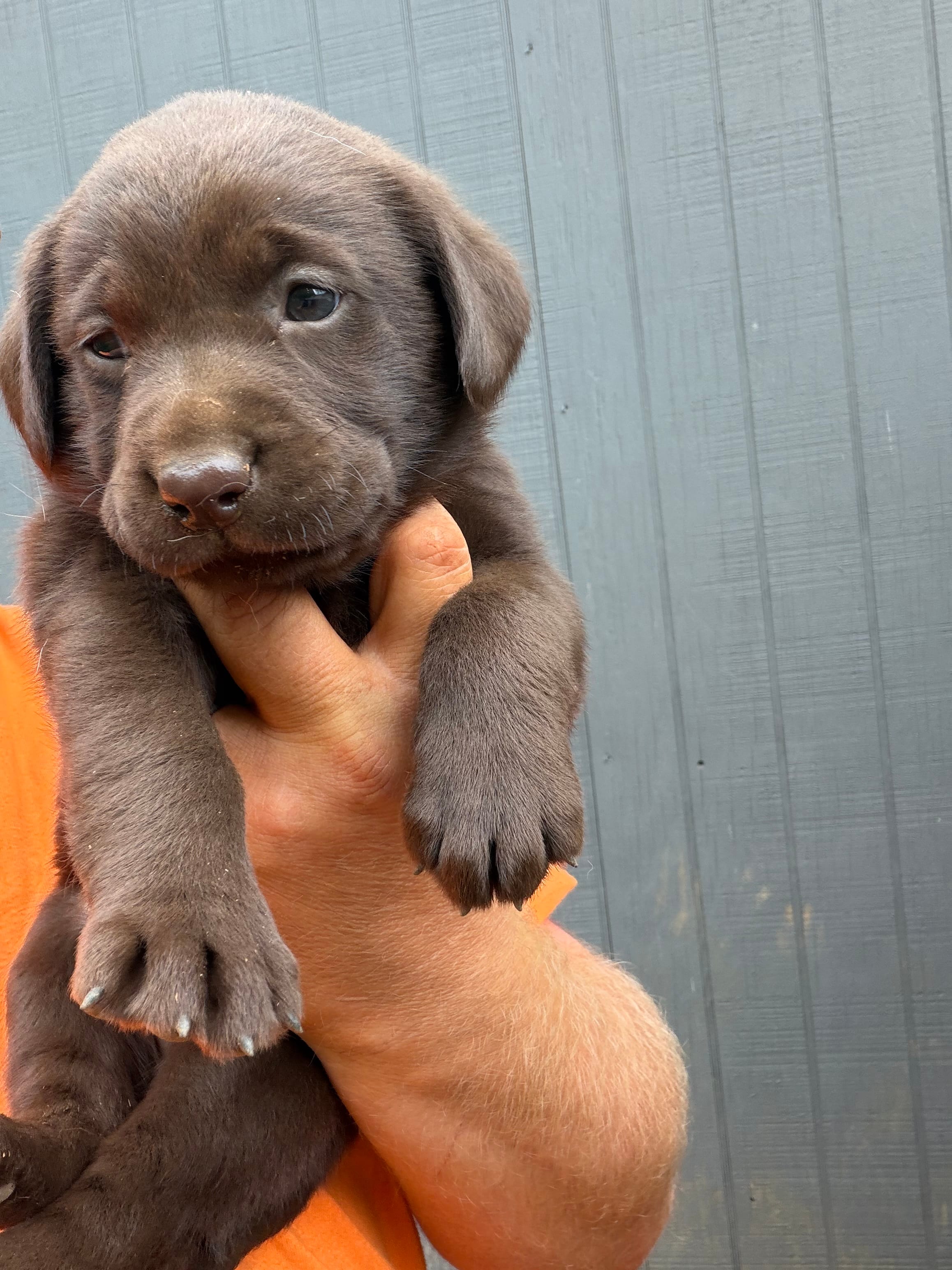 Chocolate female  – Labrador Retriever puppy for sale in Taylorsville, NC