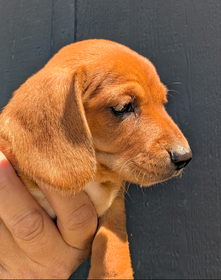 Taurus – Dachshund puppy for sale in Farmington, MO