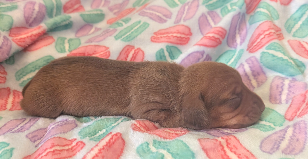 Chevy – Miniature Dachshund puppy for sale in Farmington, MO