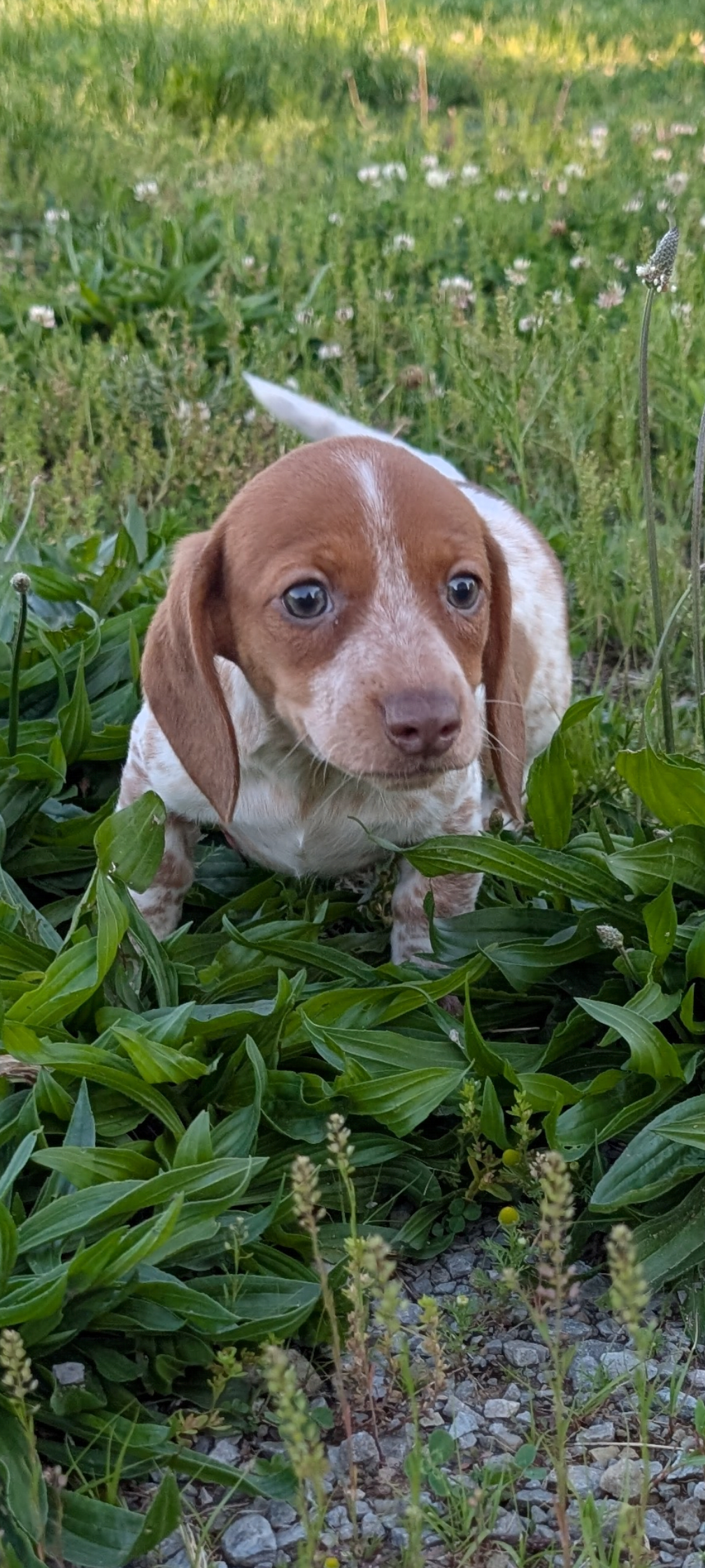 Vega  – Dachshund puppy for sale in Farmington, MO