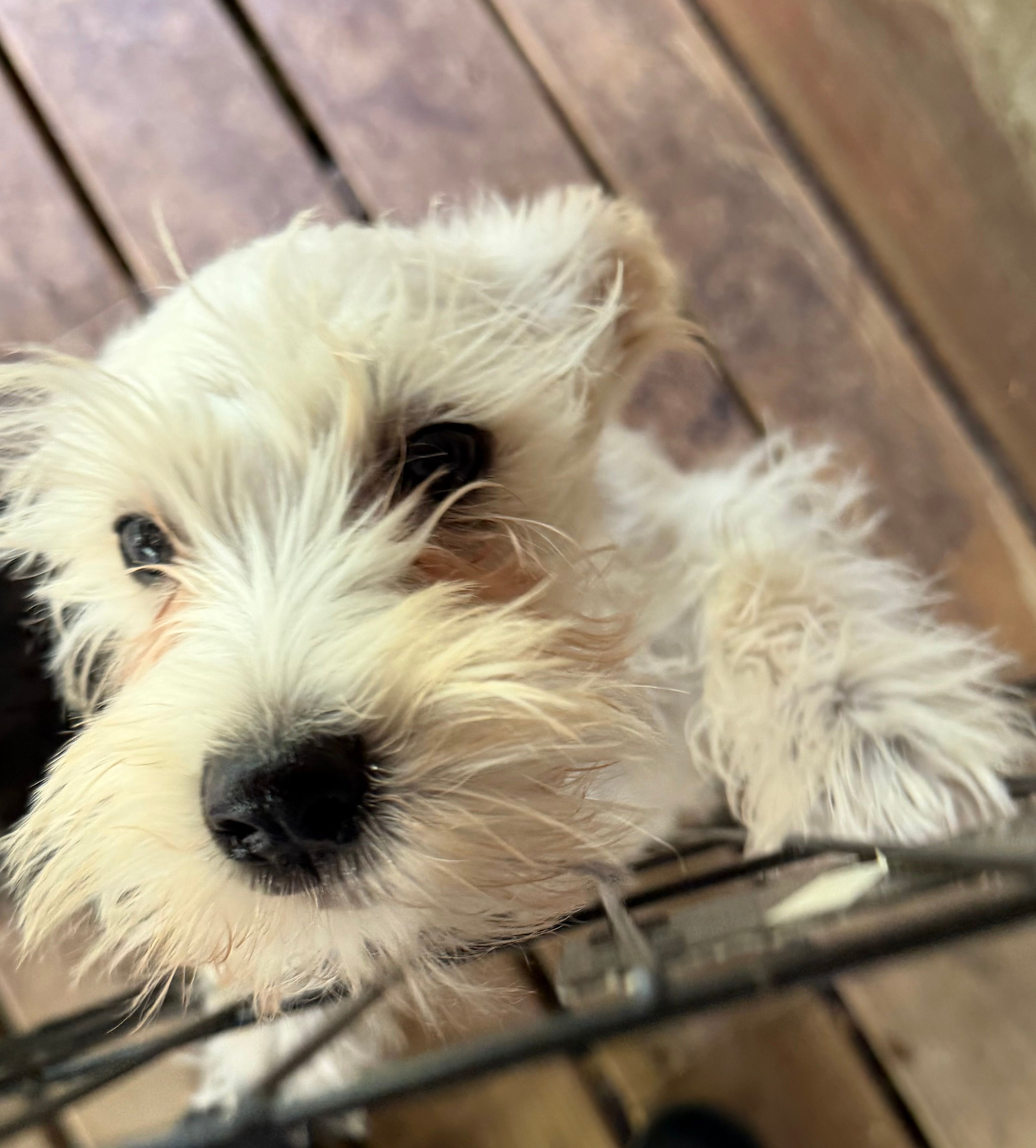 Snowy – Miniature Schnauzer puppy for sale in Mount Sherman, KY