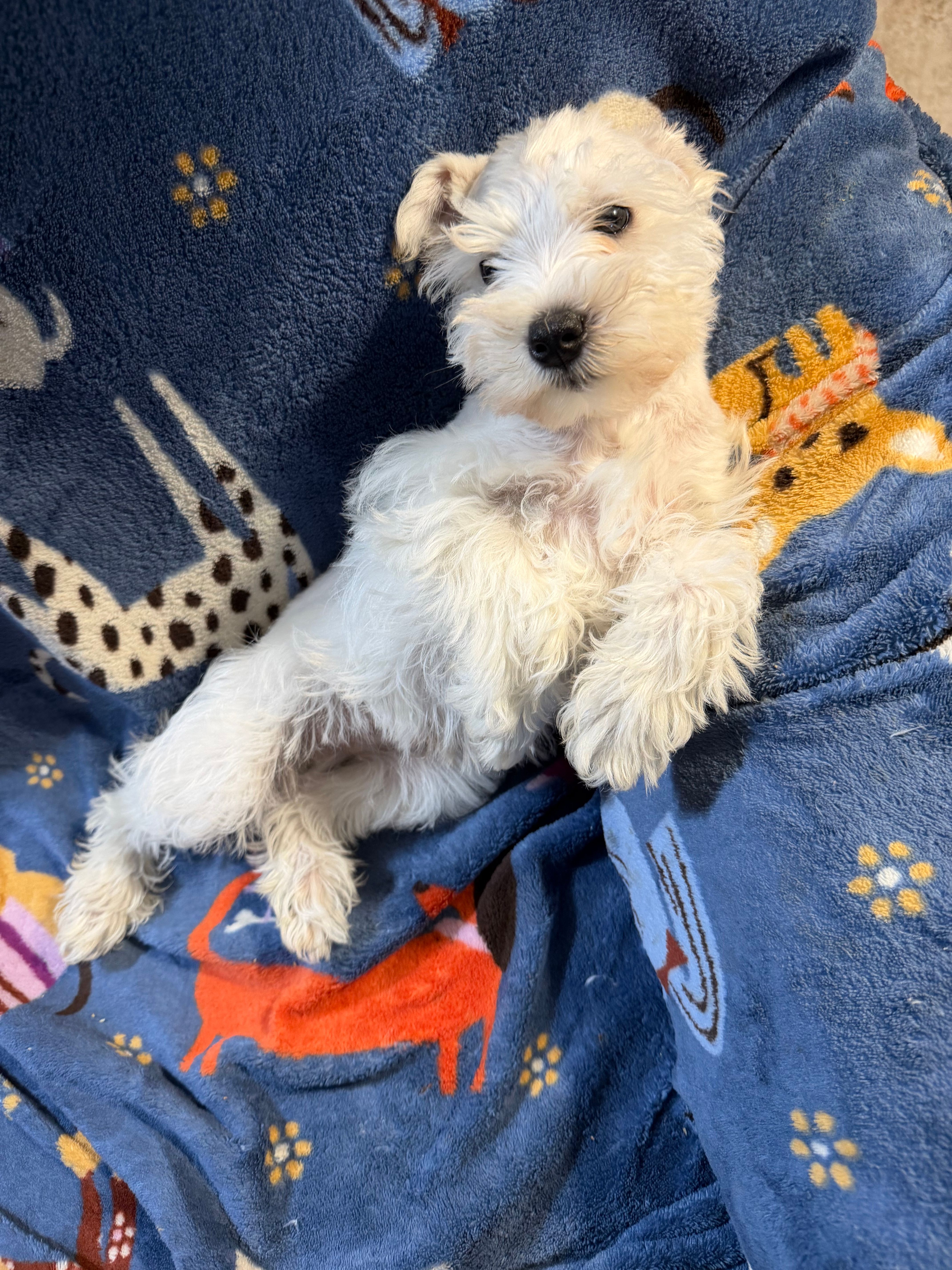 Polar Bear – Miniature Schnauzer puppy for sale in Mount Sherman, KY