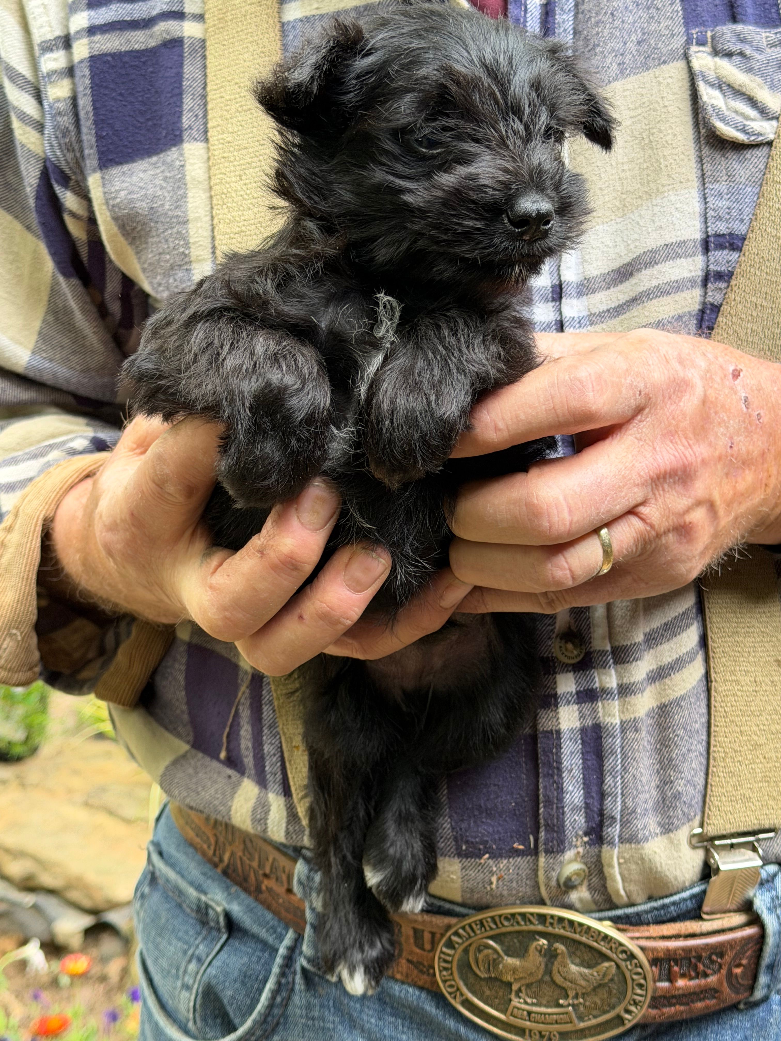 Cody – Miniature Schnauzer puppy for sale in Mount Sherman, KY