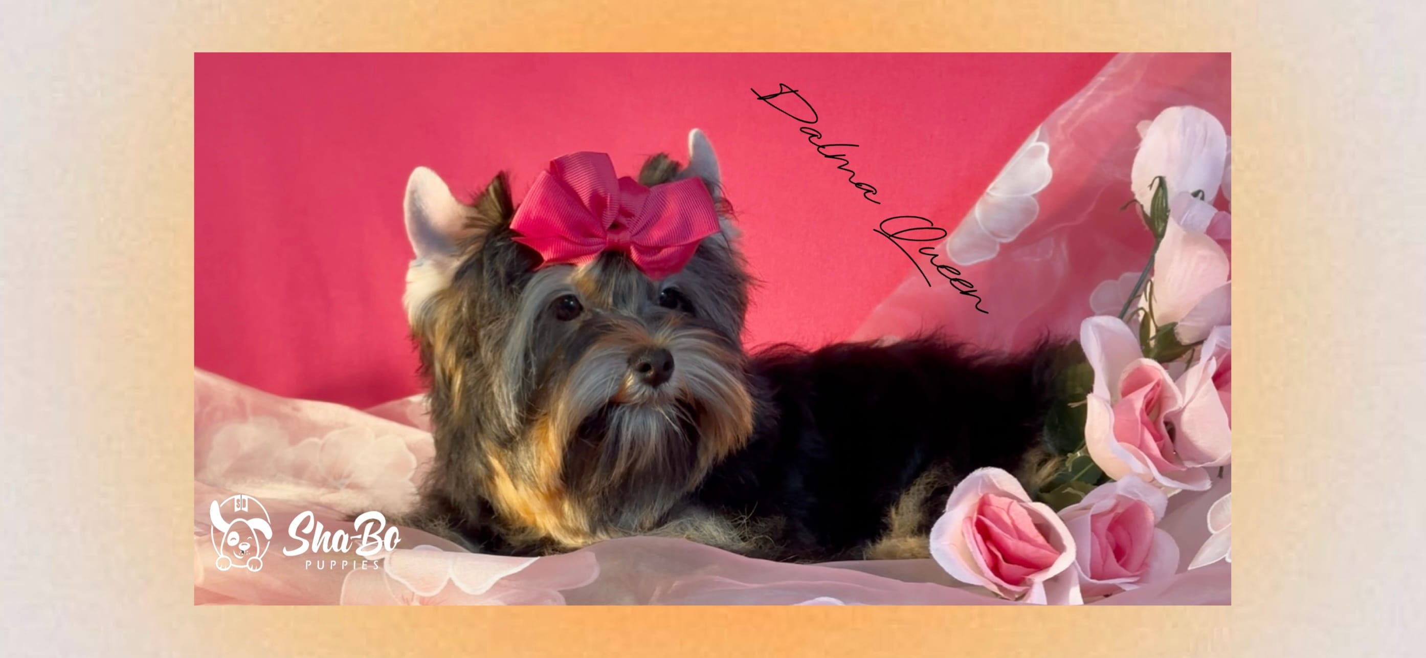 DALMA QUEEN – Yorkshire Terrier puppy for sale in Henderson, NV