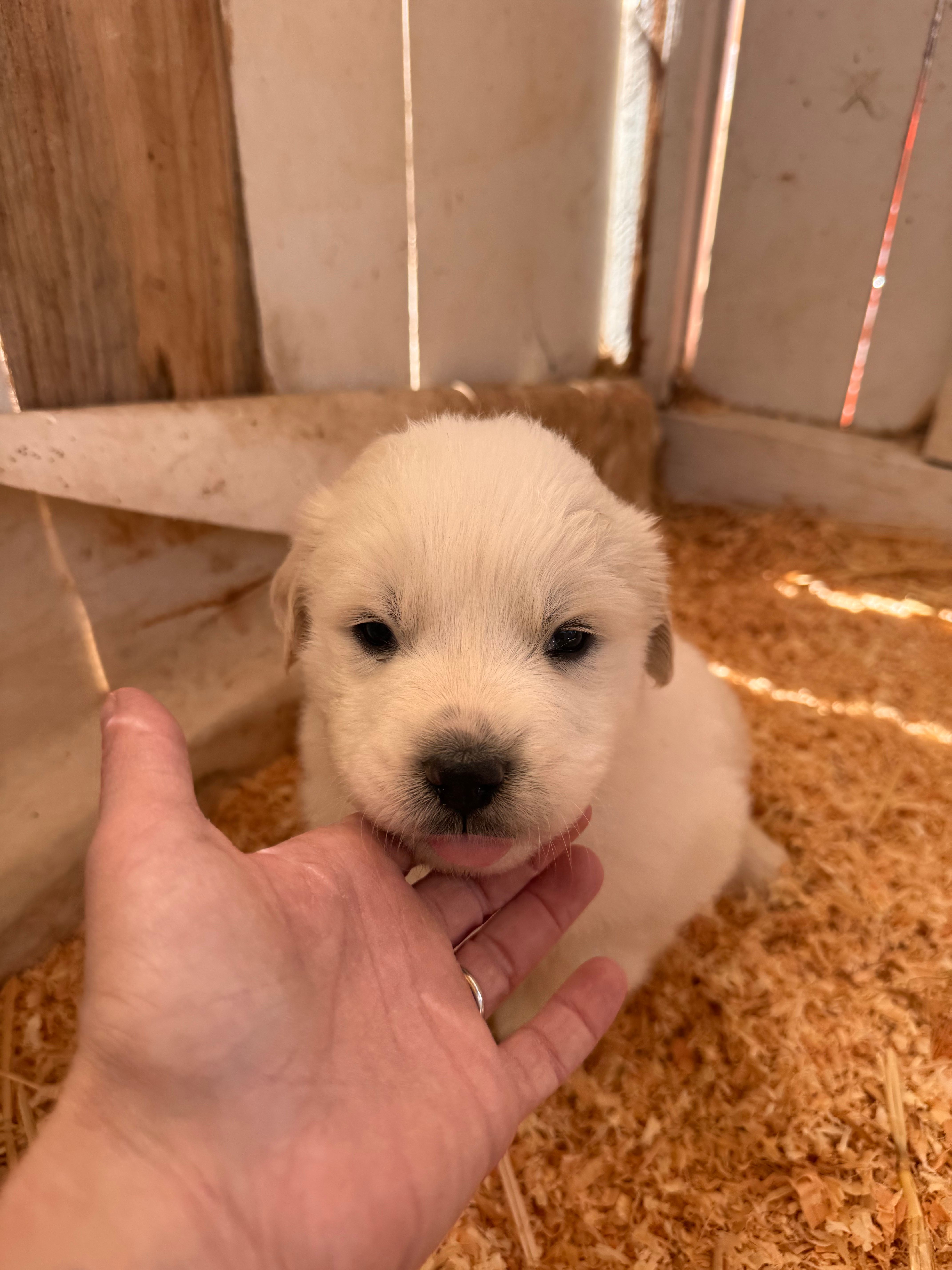 Boy C – Great Pyrenees puppy for sale in Anza, CA