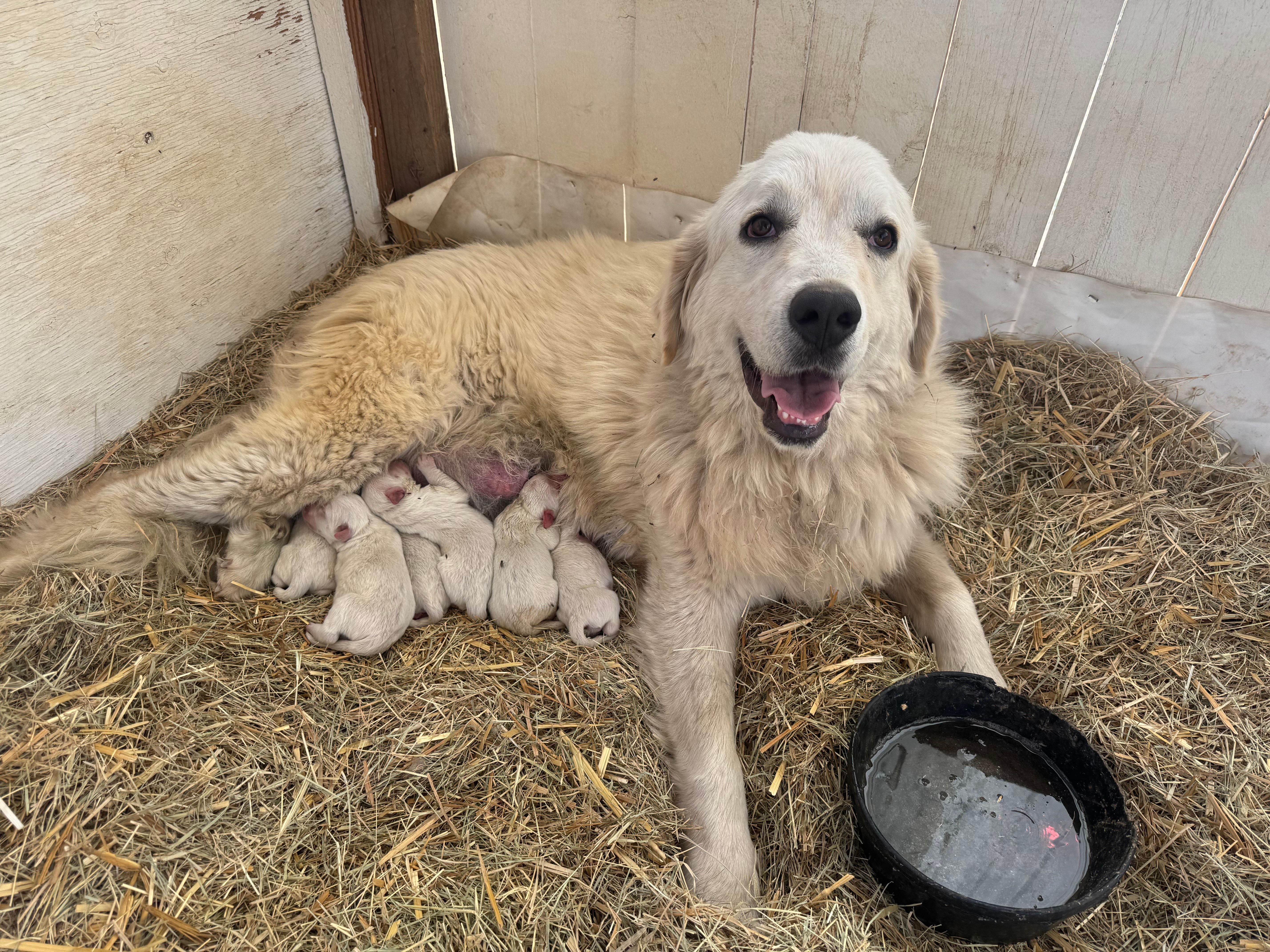 Boy B, a male Great Pyrenees for sale in Anza, CA – 2 of 3