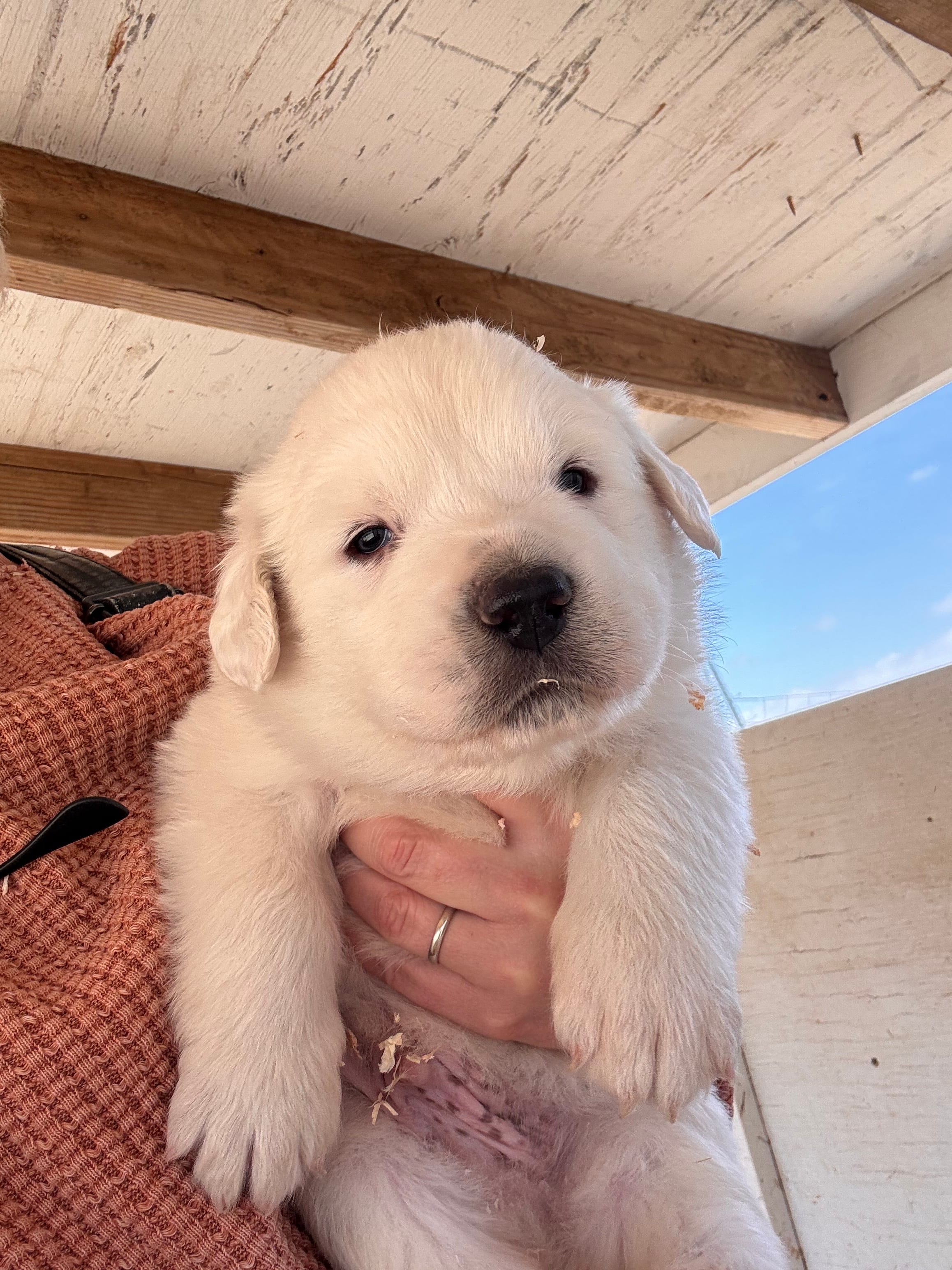 Boy A – Great Pyrenees puppy for sale in Anza, CA