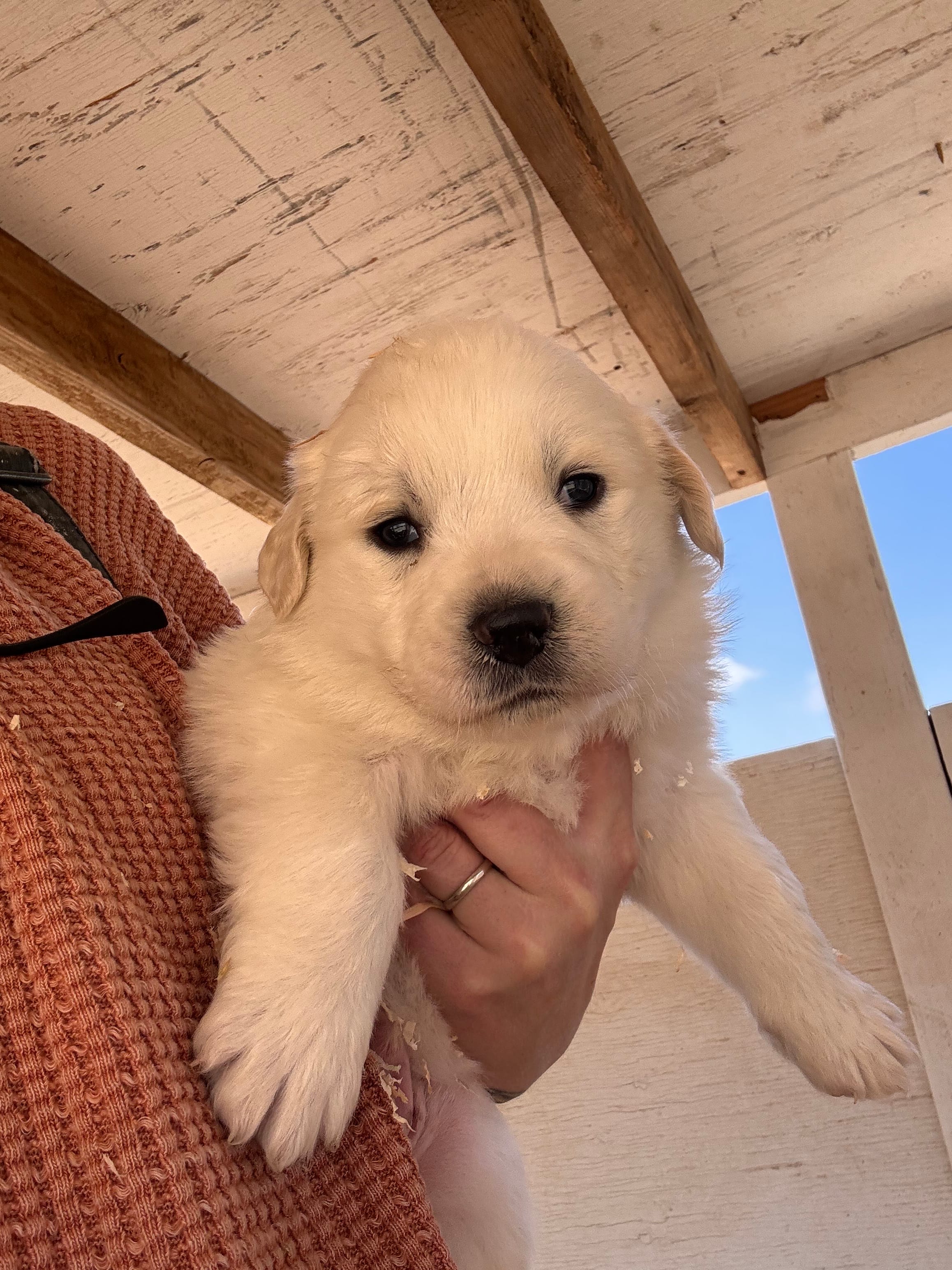 Boy B – Great Pyrenees puppy for sale in Anza, CA