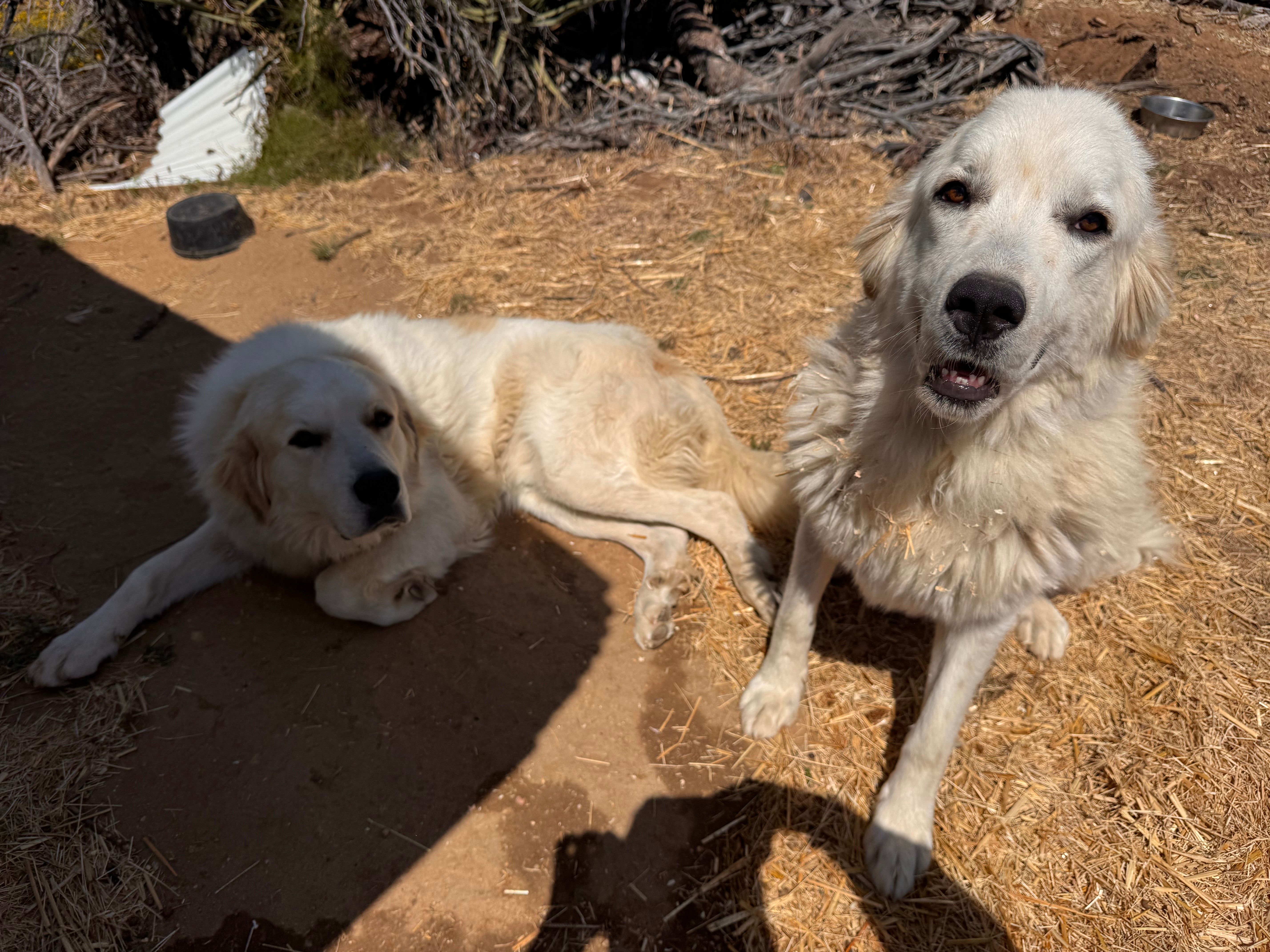 Boy A, a male Great Pyrenees for sale in Anza, CA – 2 of 3