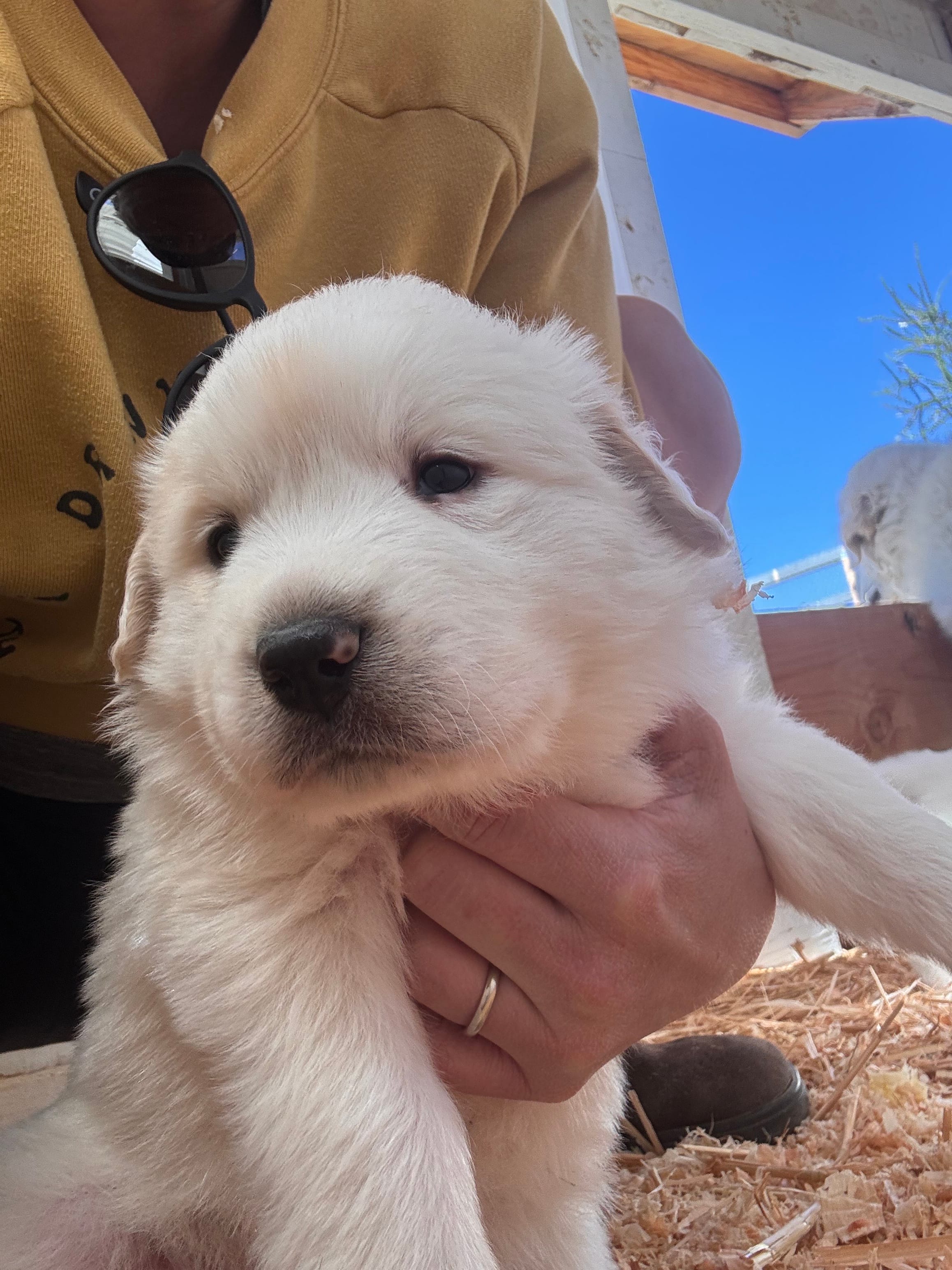 Boy D – Great Pyrenees puppy for sale in Anza, CA
