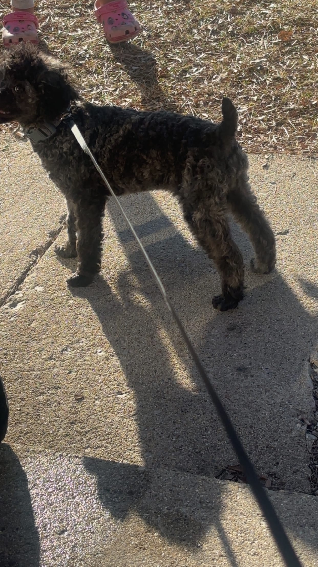 Leo – Poodle - Toy  puppy for sale in Freeport, IL