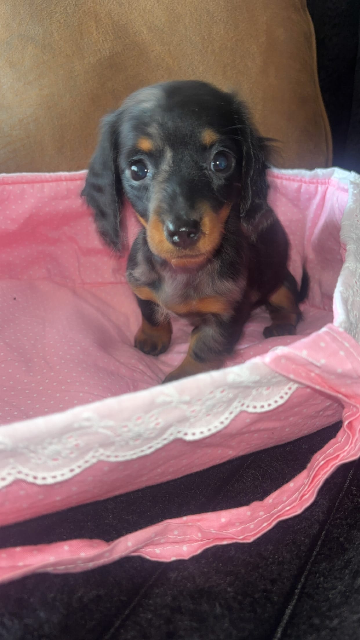 Winnie – Miniature Dachshund puppy for sale in Freeport, IL