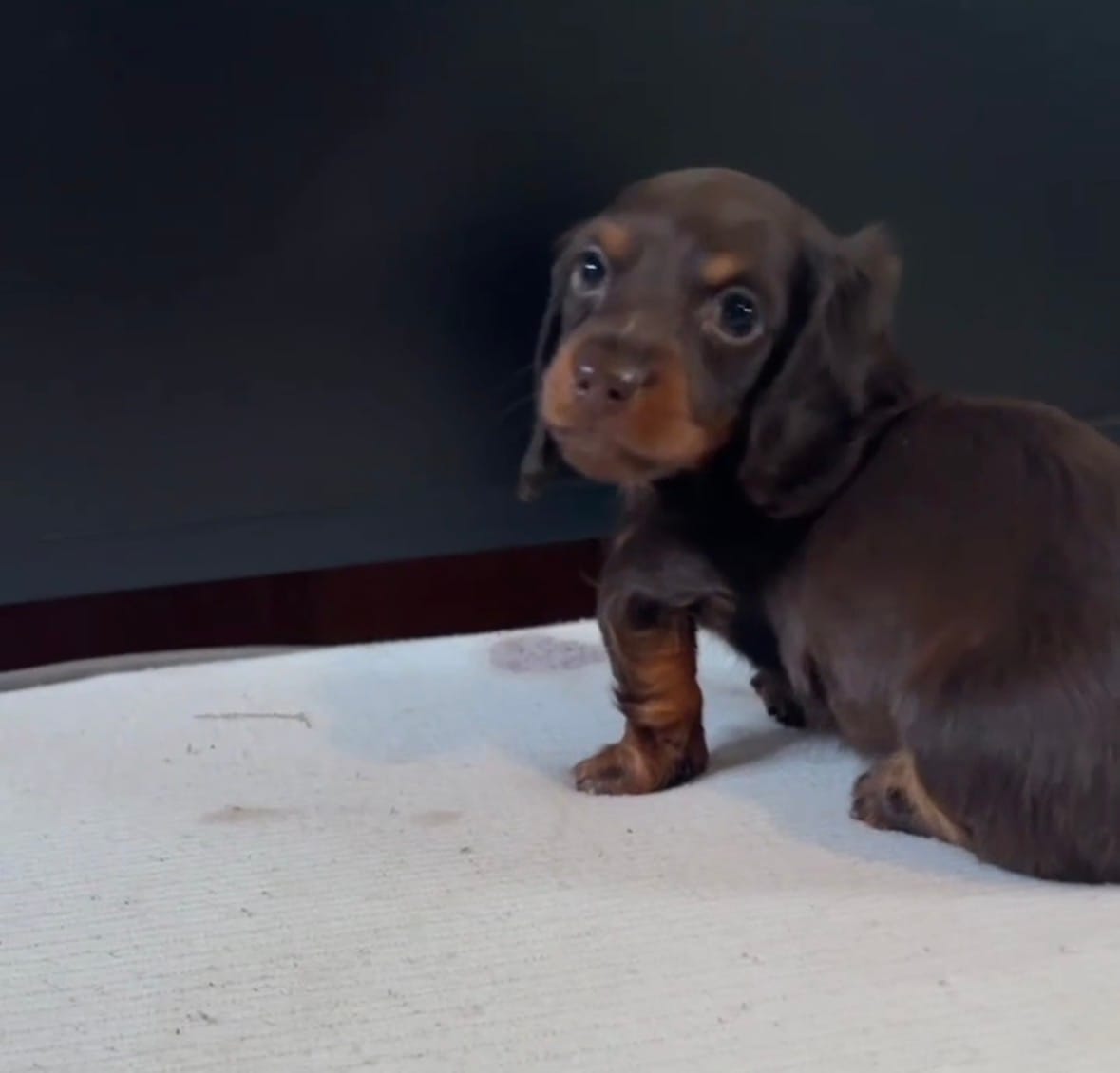 Suzie – Miniature Dachshund puppy for sale in Freeport, IL
