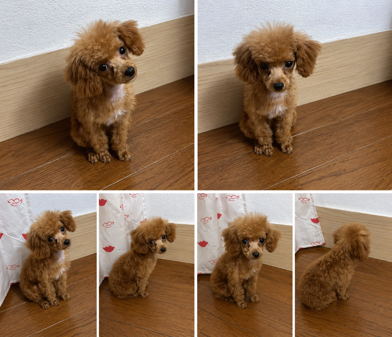 Cinnamon  – Poodle - Toy  puppy for sale in Freeport, IL