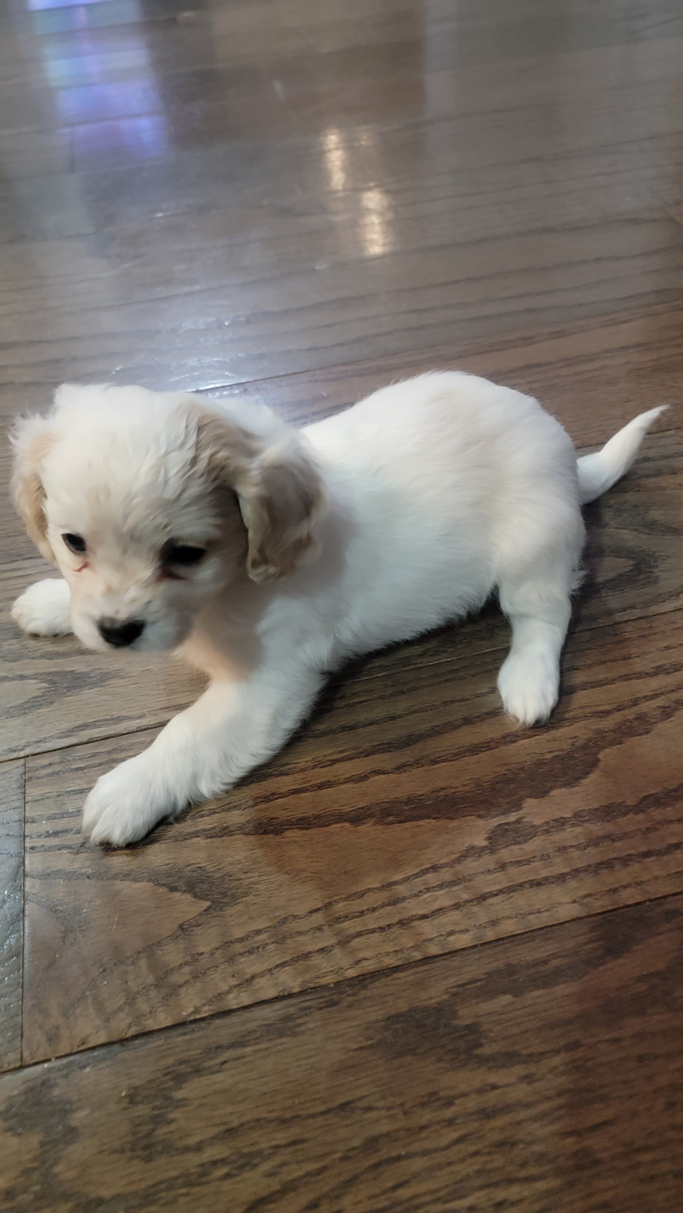 ShiChi  – Chihuahua, Shih Tzu puppy for sale in Utica, NY