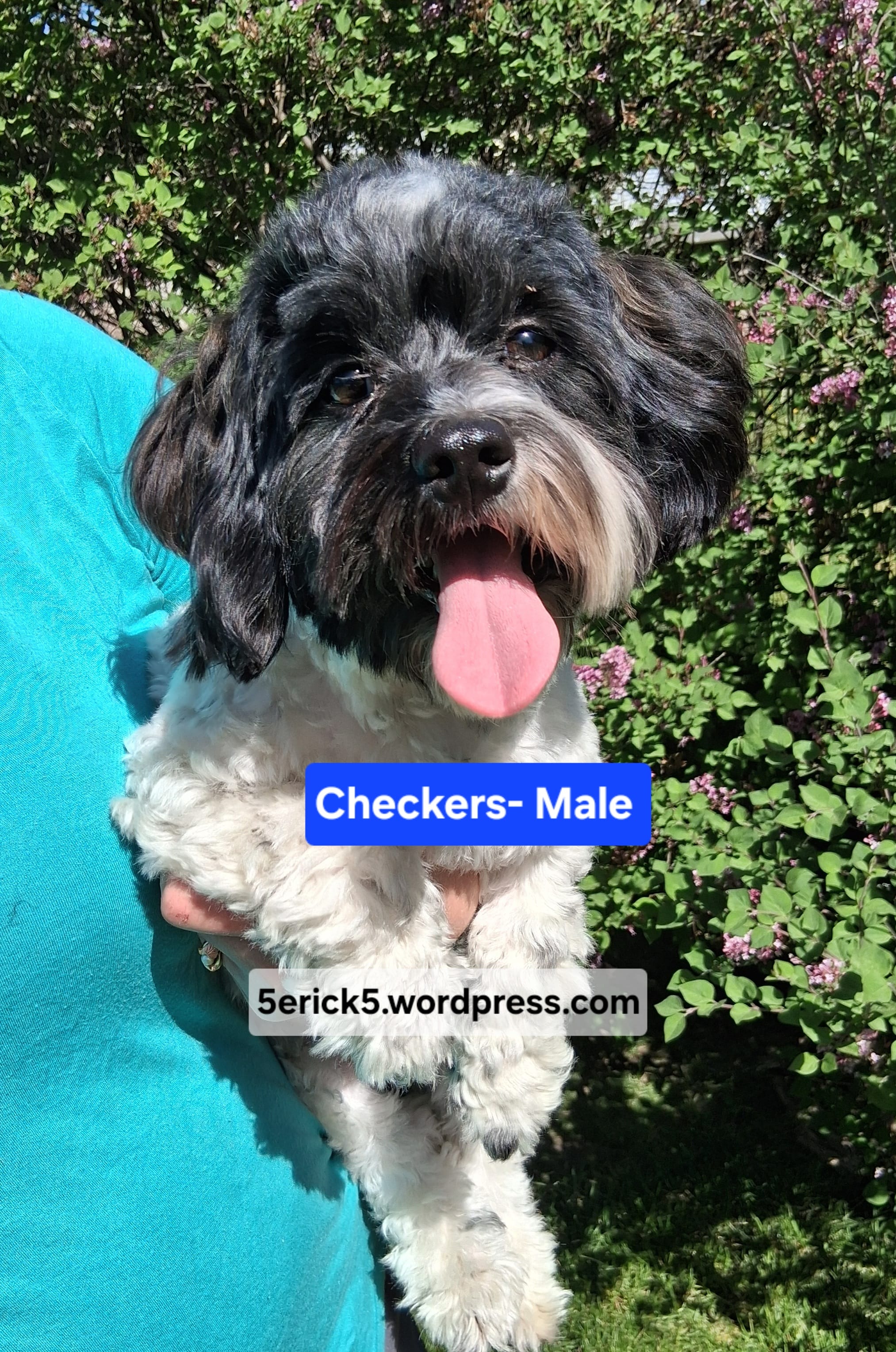 AKC Checkers GCH bloodlines  – Havanese puppy for sale in Huron, SD