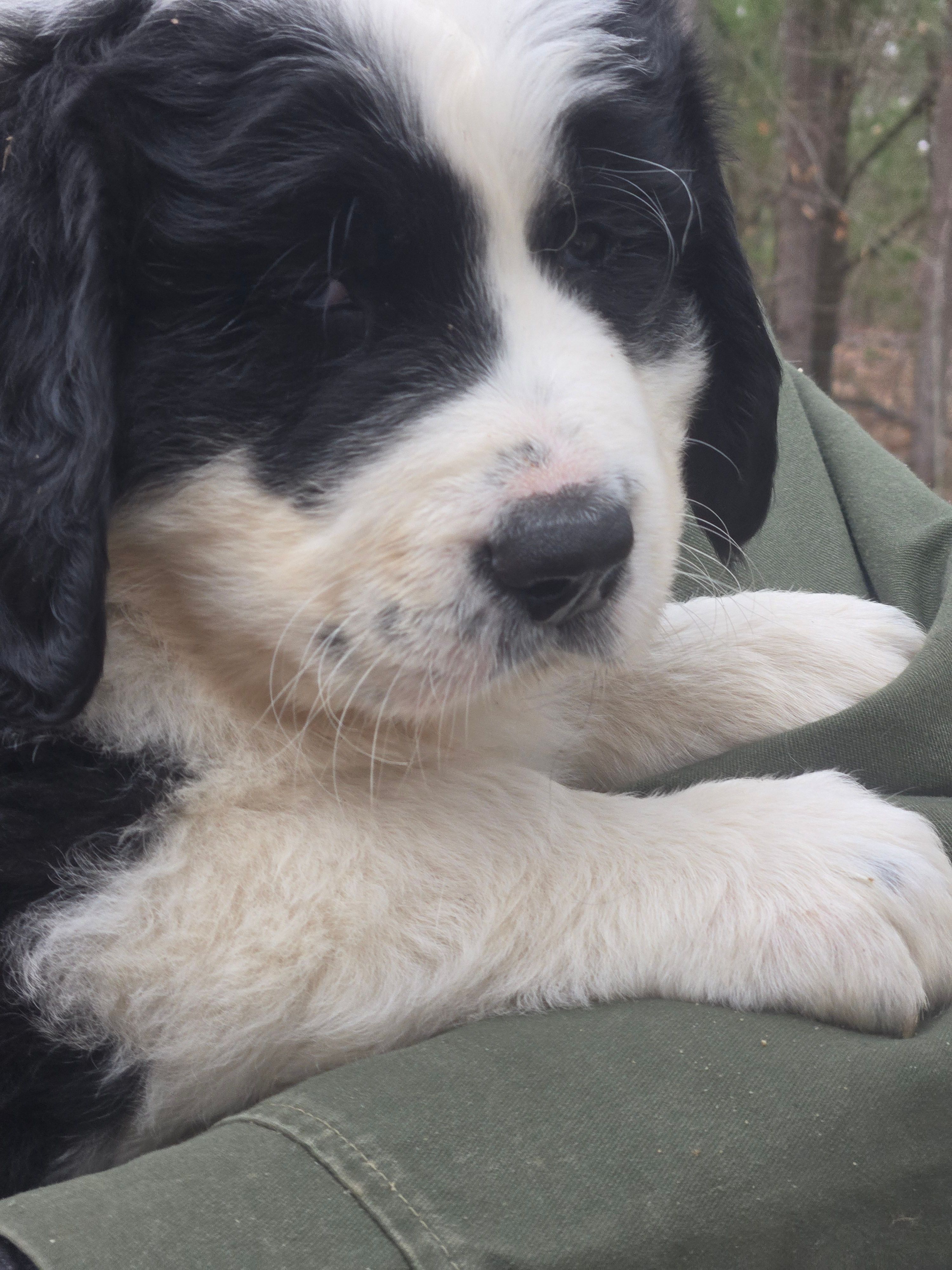 Panda – Bernese Mountain Dog, Newfoundland puppy for sale in Cheboygan, MI