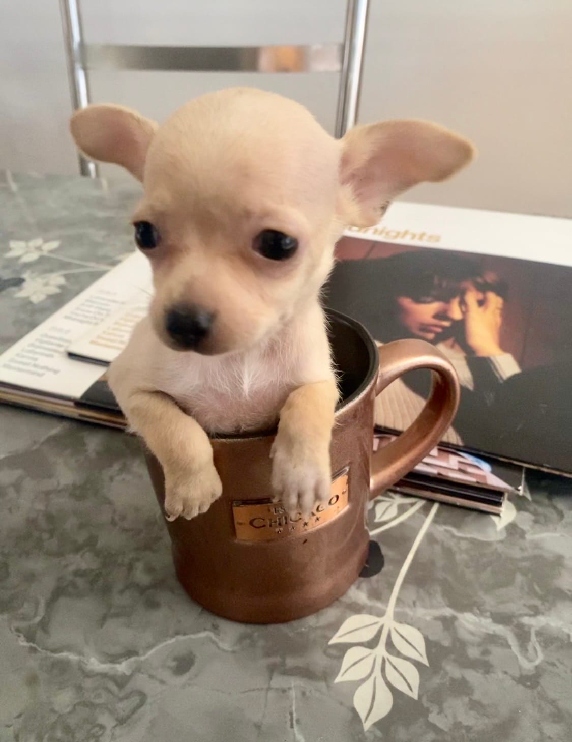 Canela – Chihuahua puppy for sale in Austin, TX