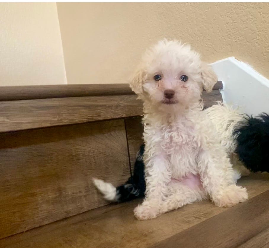 Tobby – Poodle - Miniature  puppy for sale in Austin, TX