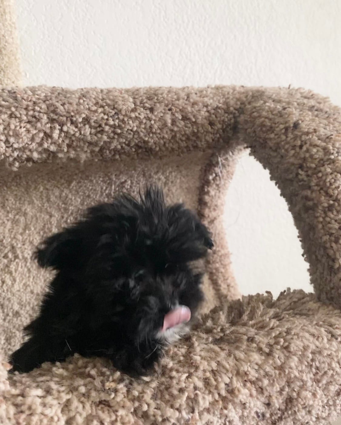 Mia  – Maltipoo puppy for sale in Austin, TX