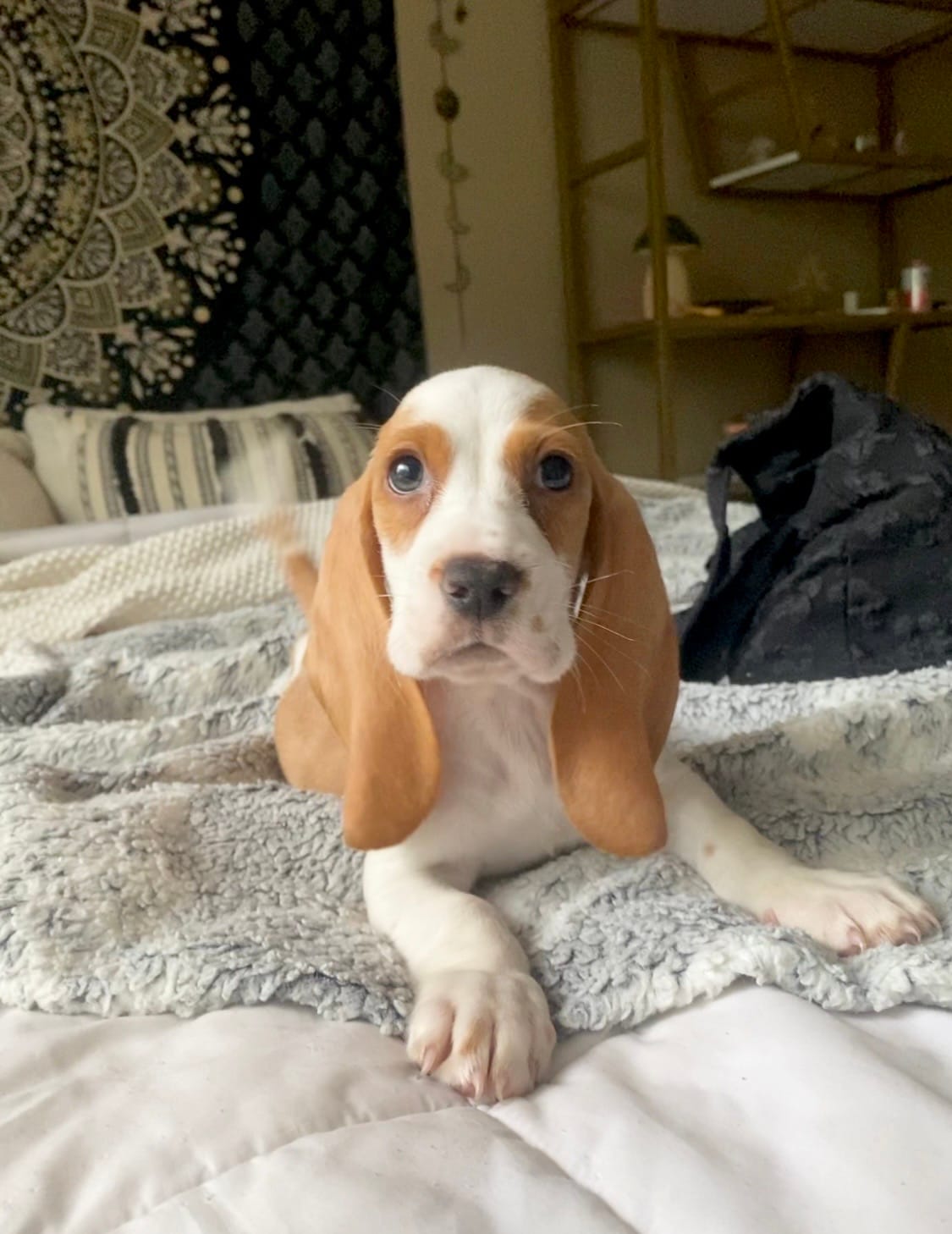 Archie – Basset Hound puppy for sale in Austin, TX