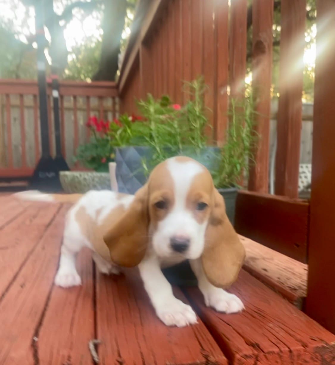 Archie – Basset Hound puppy for sale in Austin, TX