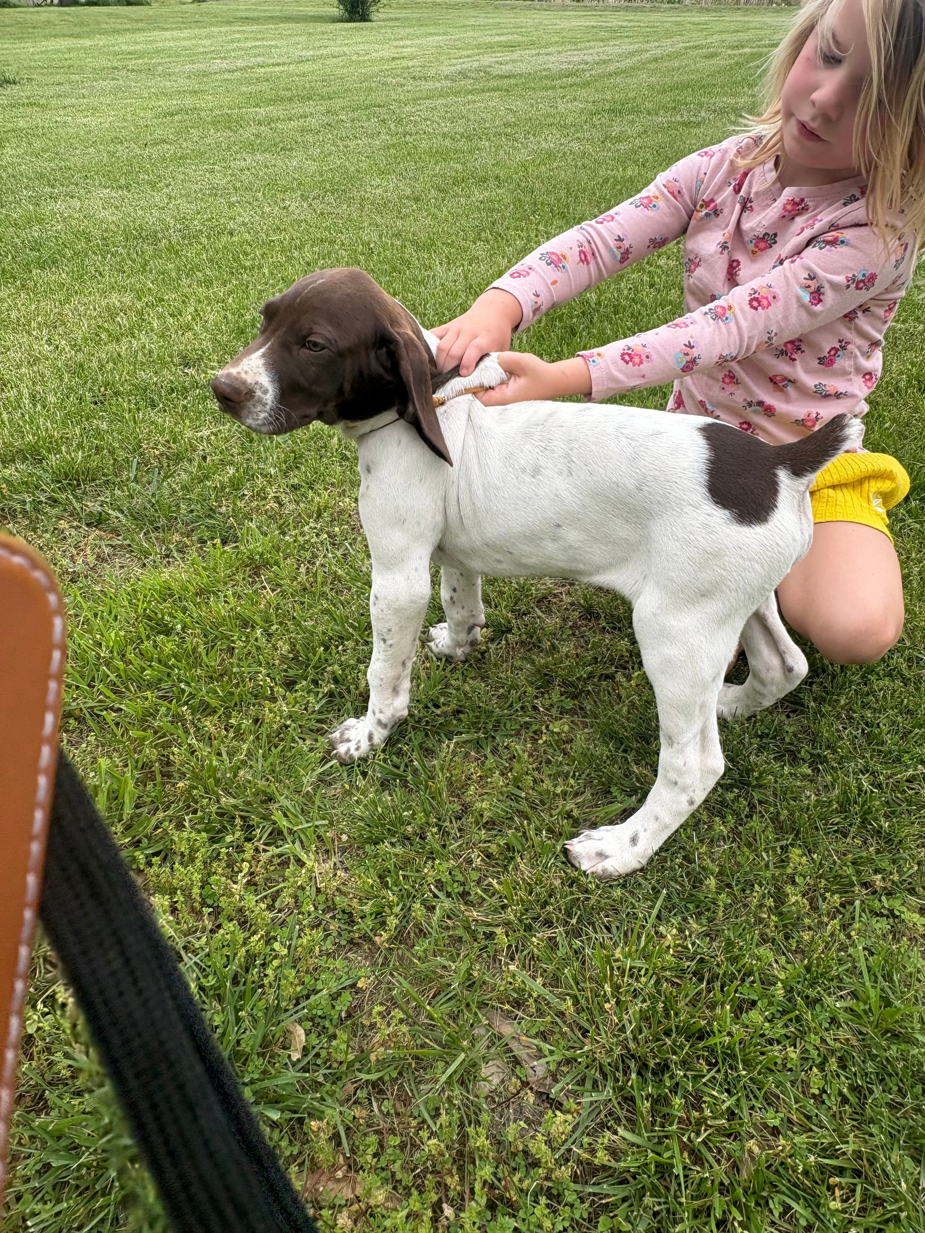Peanut (Orange) – German Shorthaired Pointer puppy for sale in Fulton, MO