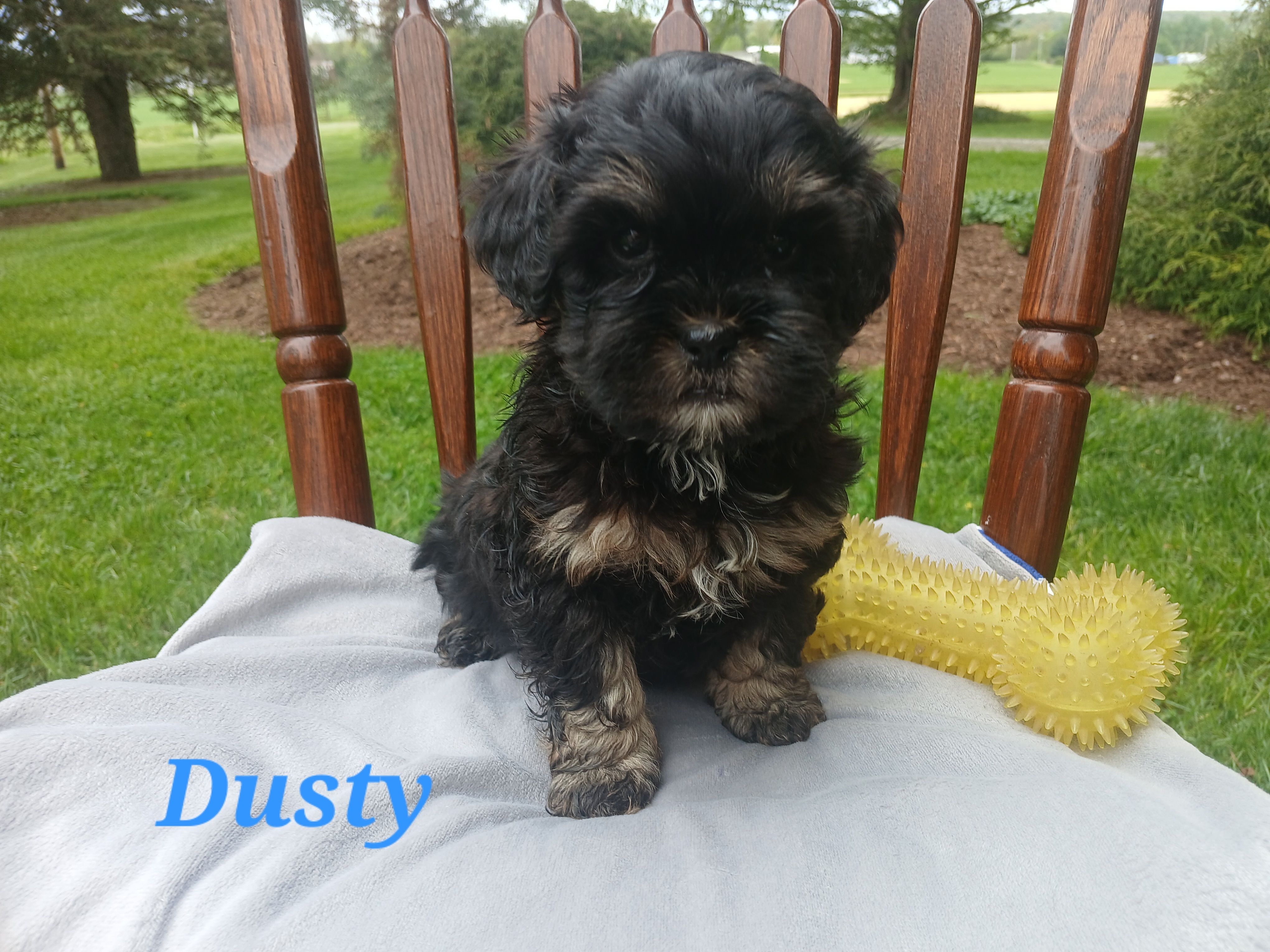 Dusty  – Shihpoo puppy for sale in Narvon, PA