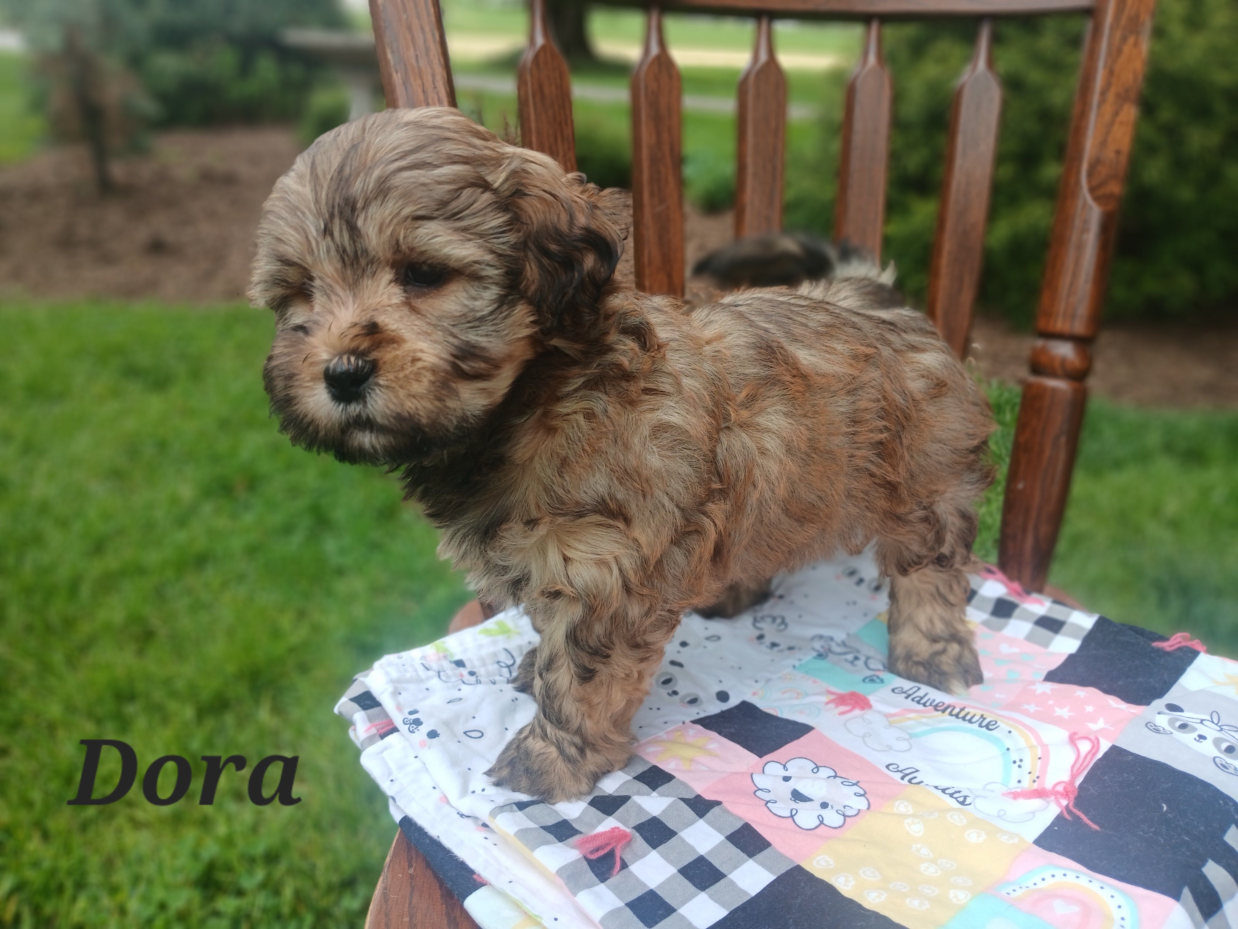 Dora – Shihpoo puppy for sale in Narvon, PA