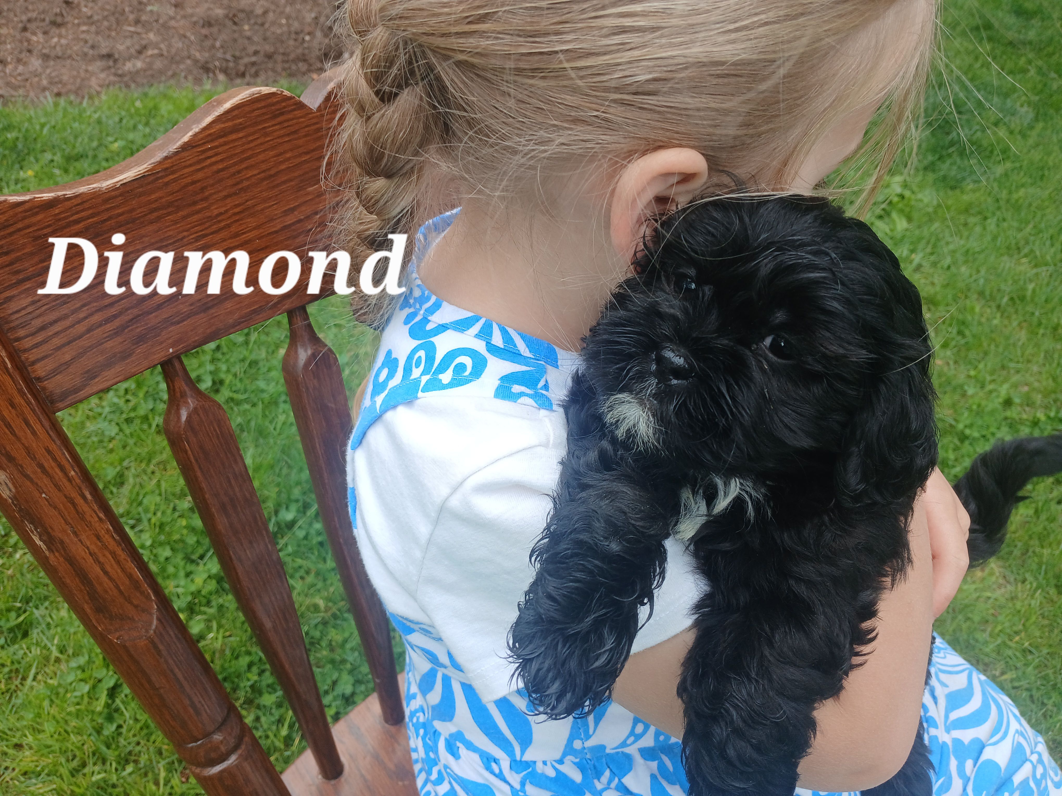 Diamond – Shihpoo puppy for sale in Narvon, PA
