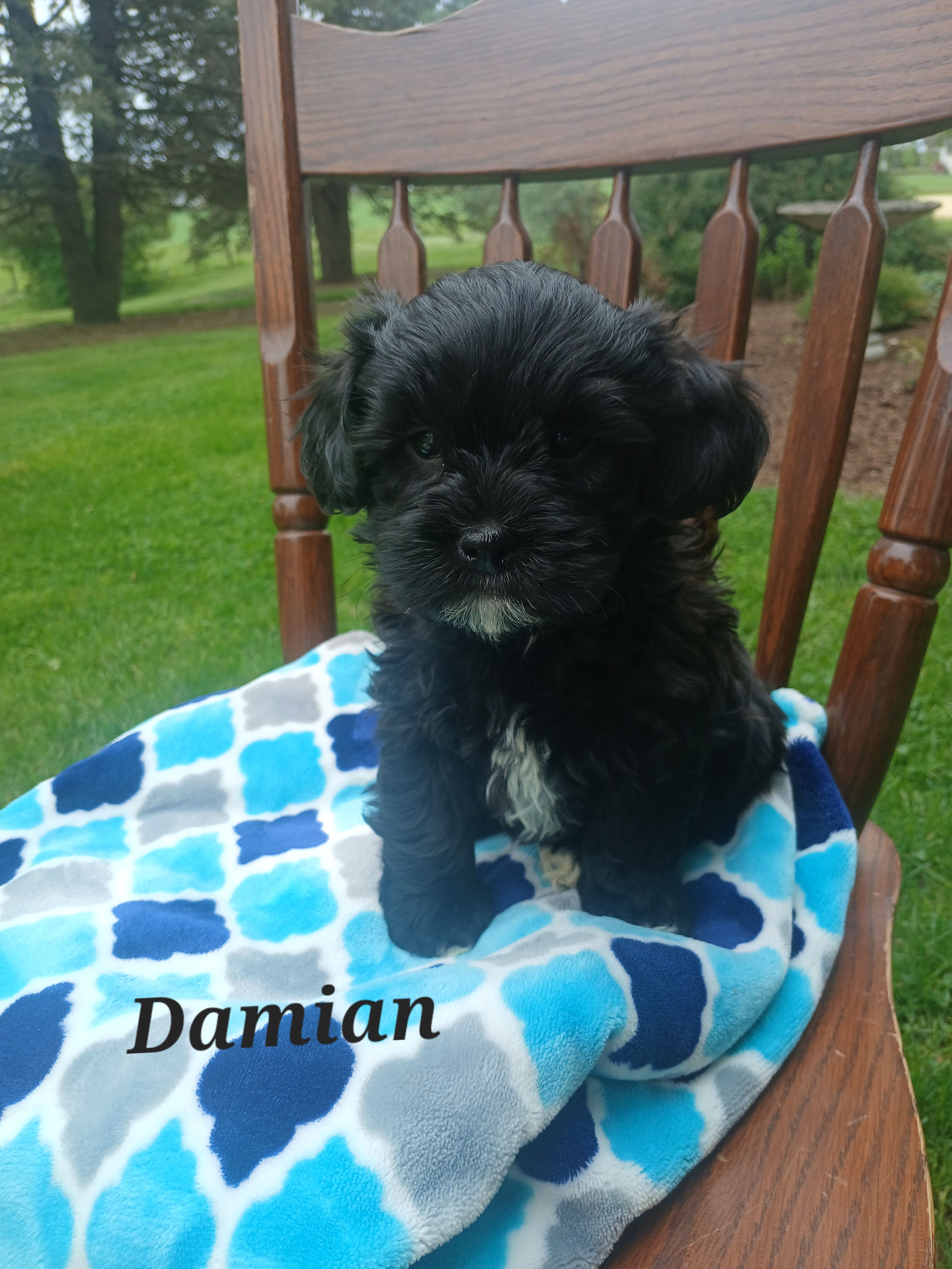 Damian  – Shihpoo puppy for sale in Narvon, PA