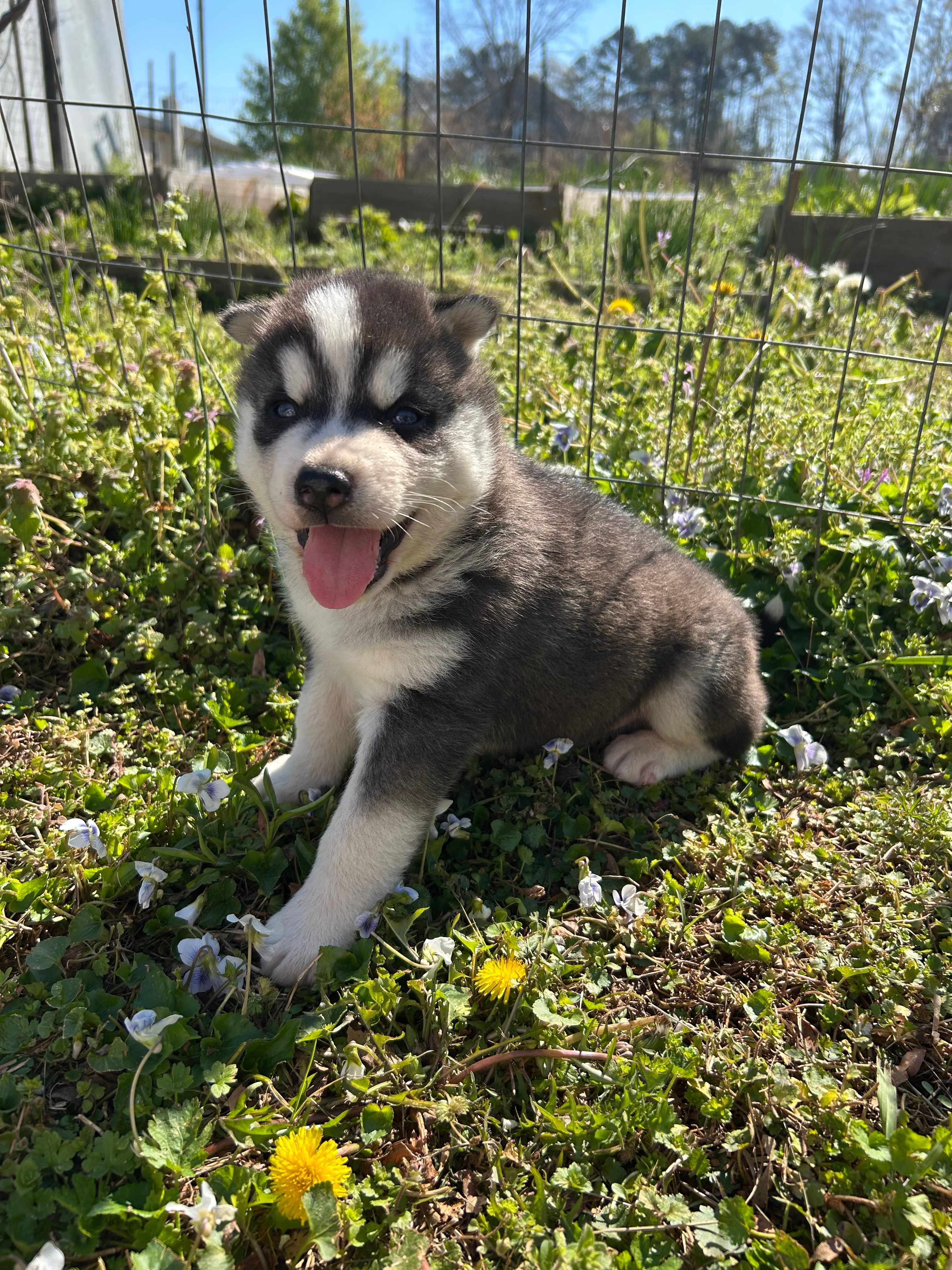 Max  – Siberian Husky puppy for sale in Duncan, SC