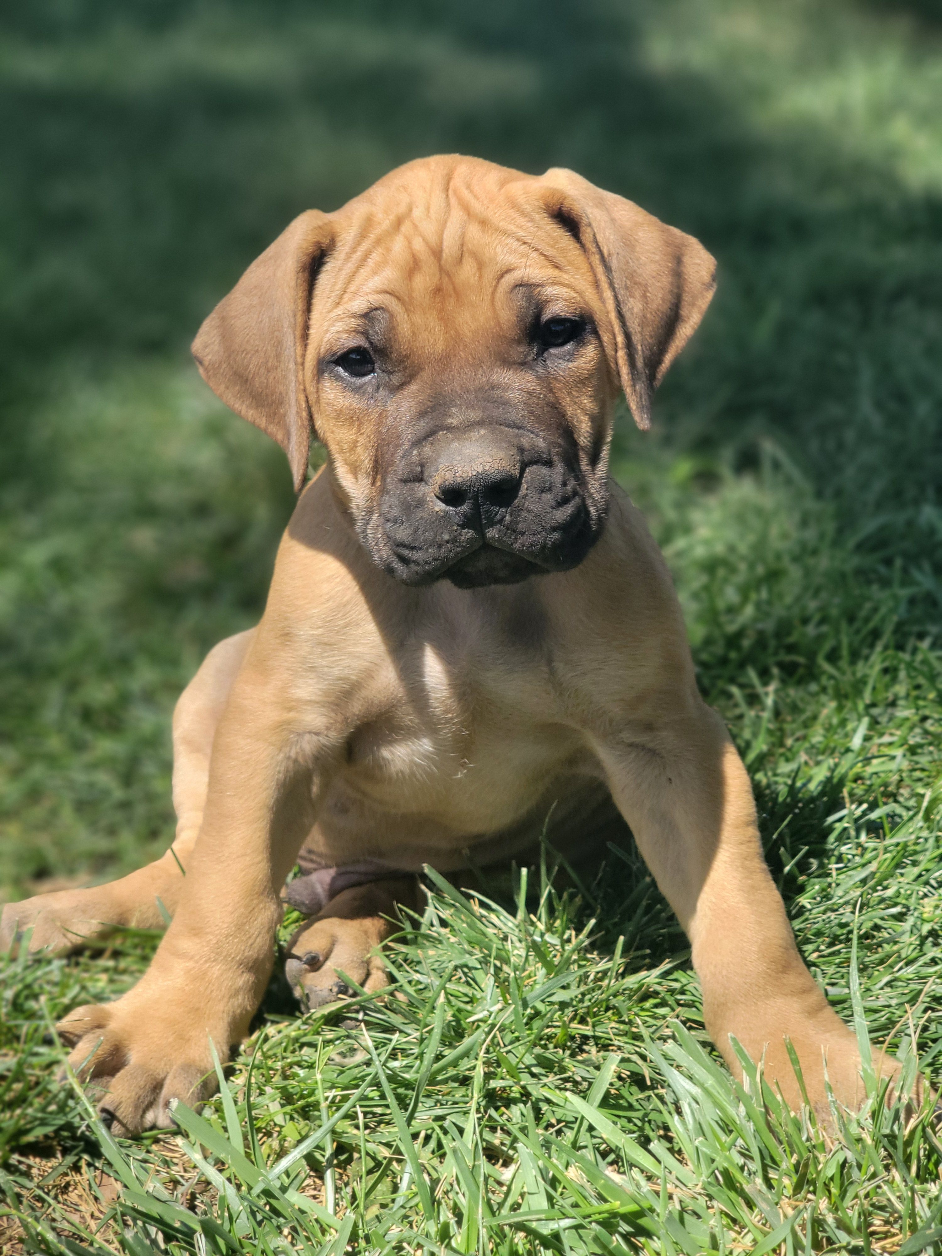 Yellow collar ( Sire and Dam appraised by NABBR) – Boerboel puppy for sale in Prescott, AZ