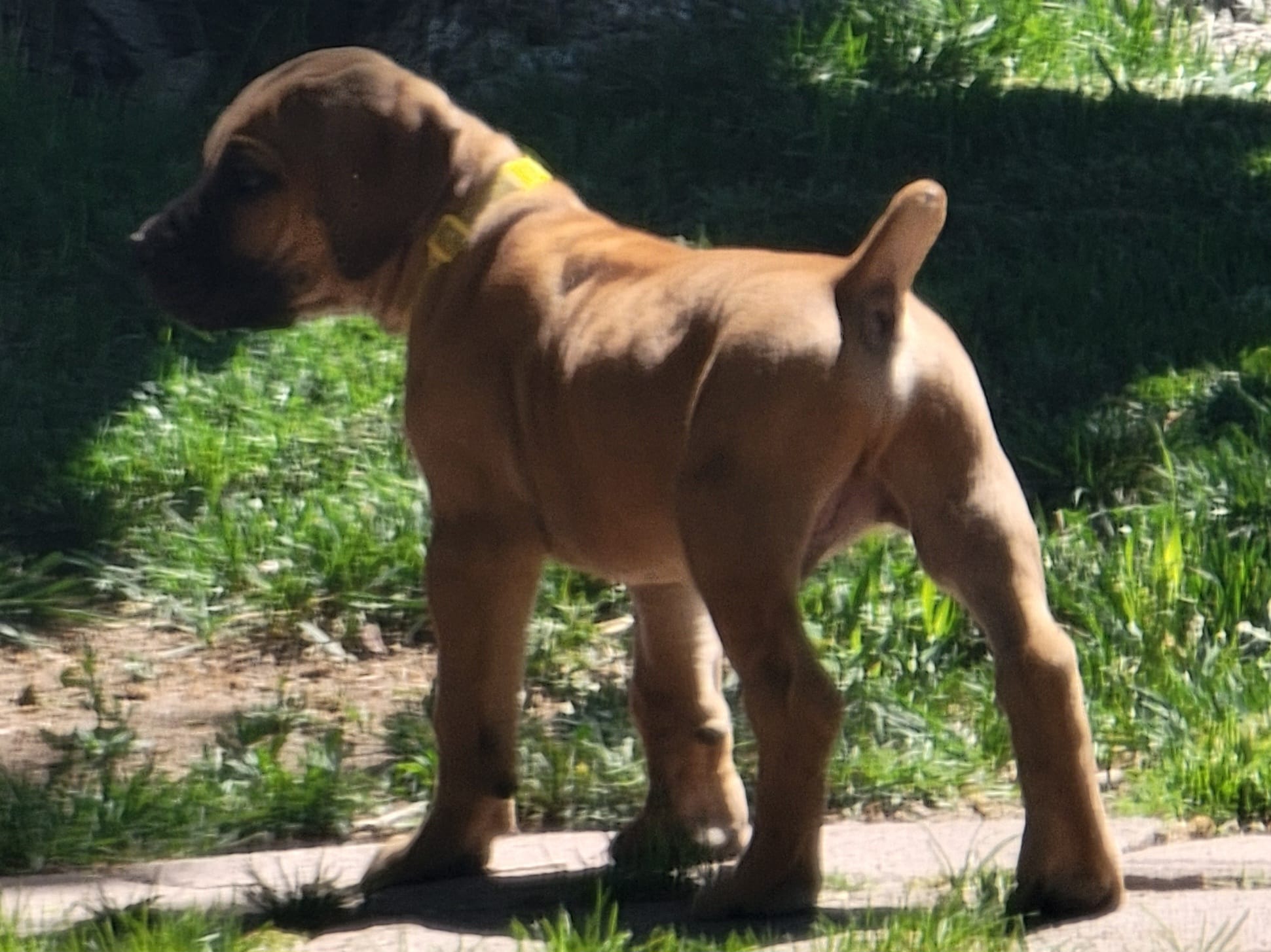 Yellow collar ( Sire and Dam appraised by NABBR) – Boerboel puppy for sale in Prescott, AZ