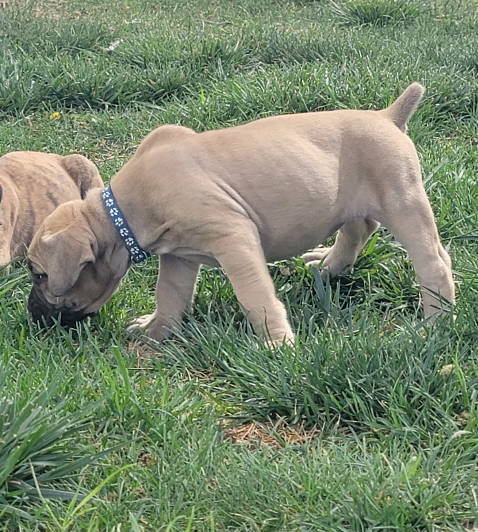 Navy blue collar ( Sire and Dam appraised by NABBR) – Boerboel puppy for sale in Prescott, AZ