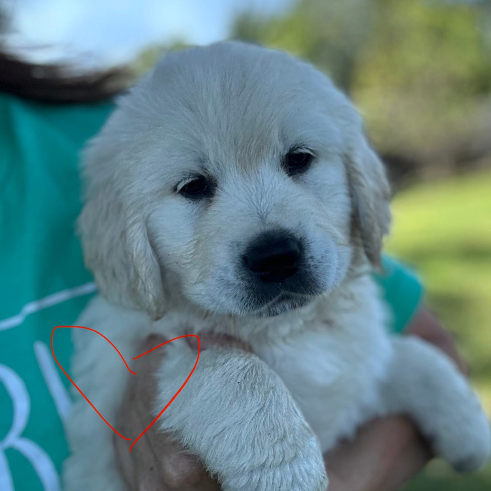 Red Boy – English Cream Golden Retriever puppy for sale in Pelahatchie, MS