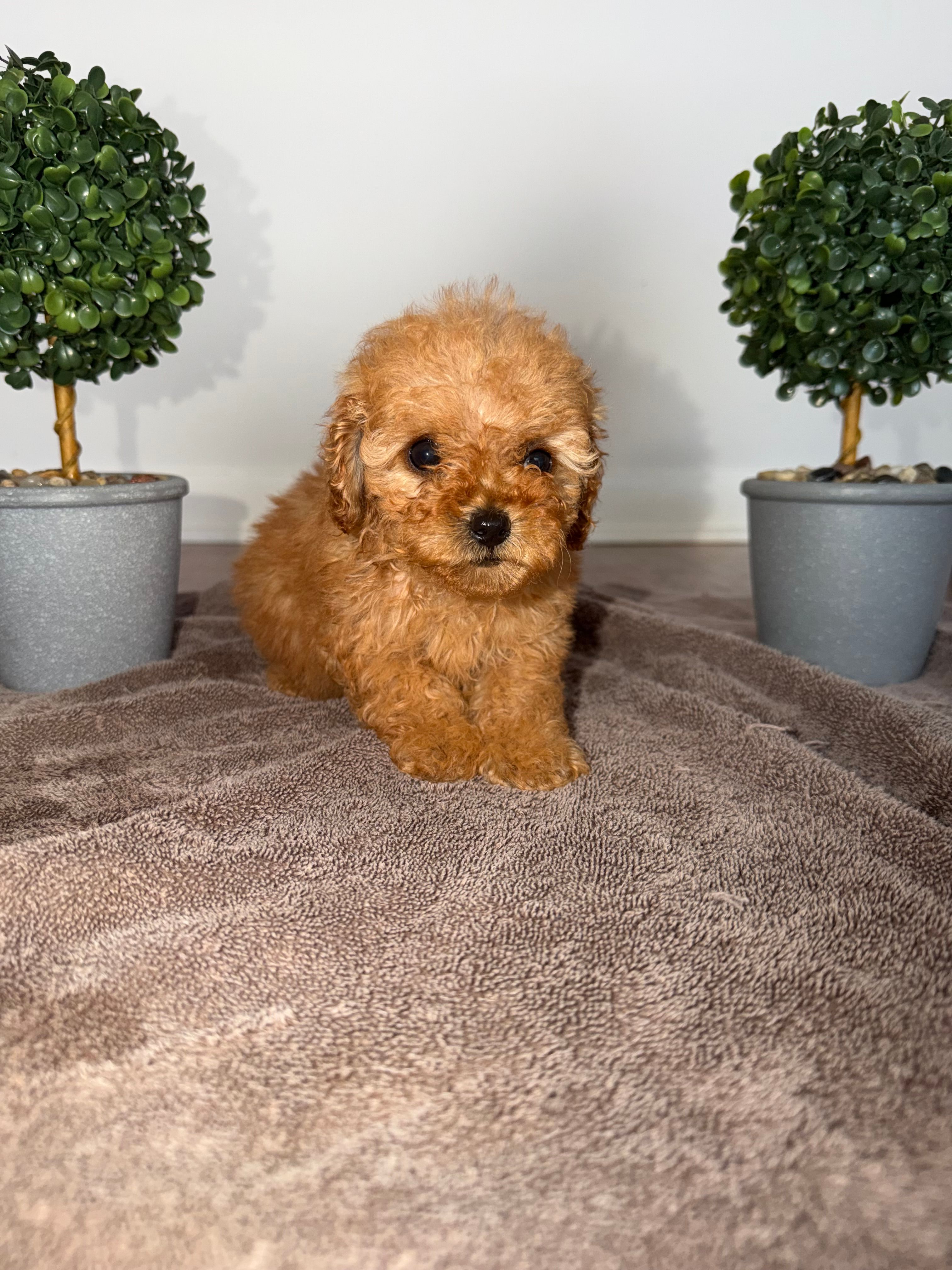 Yellow – Poodle - Toy  puppy for sale in Nashville, TN