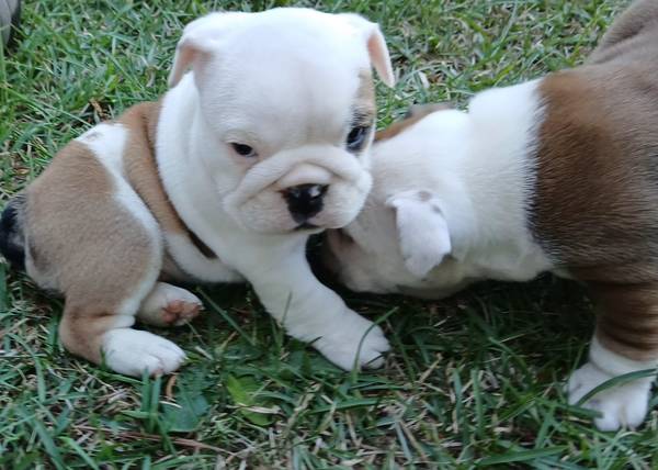 REAL GA BULLDOG – English Bulldog puppy for sale in Chattahoochee Hills, GA
