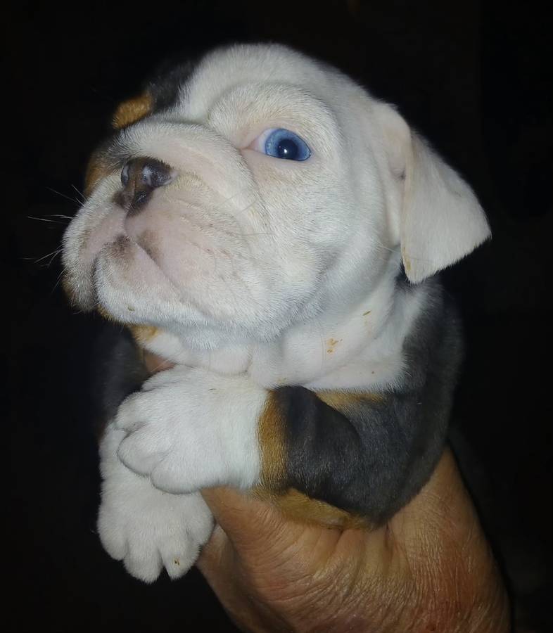 APHRODITE – English Bulldog puppy for sale in Chattahoochee Hills, GA