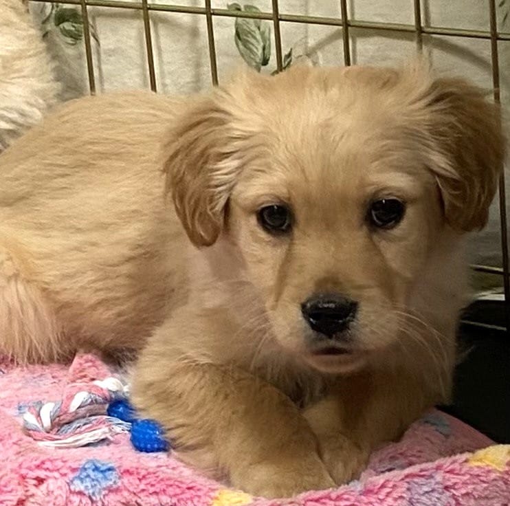 Daisy Blk Col – Miniature Golden Retriever puppy for sale in Roundup, MT