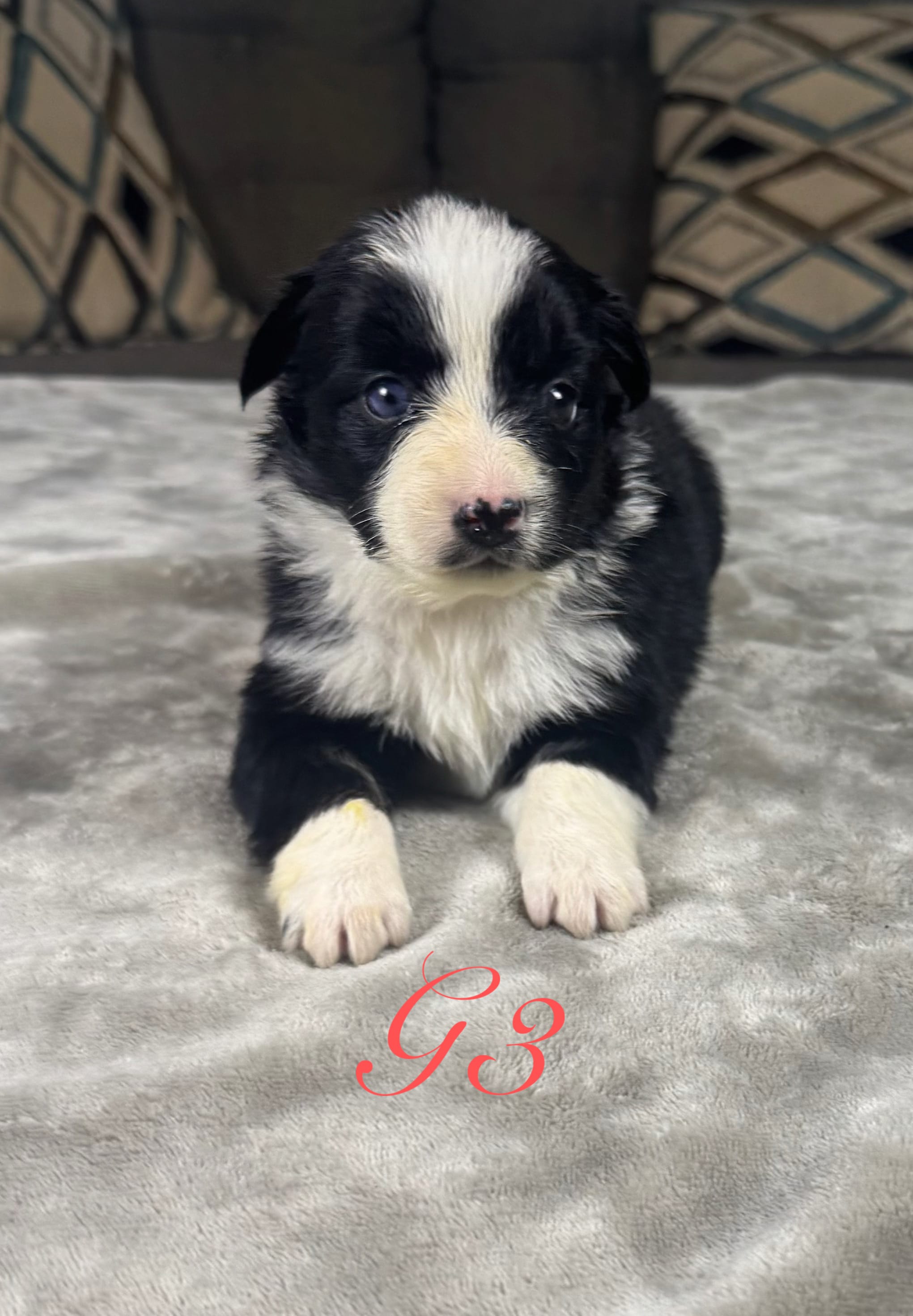 Girl 3 – Australian Shepherd puppy for sale in Salisbury, NC
