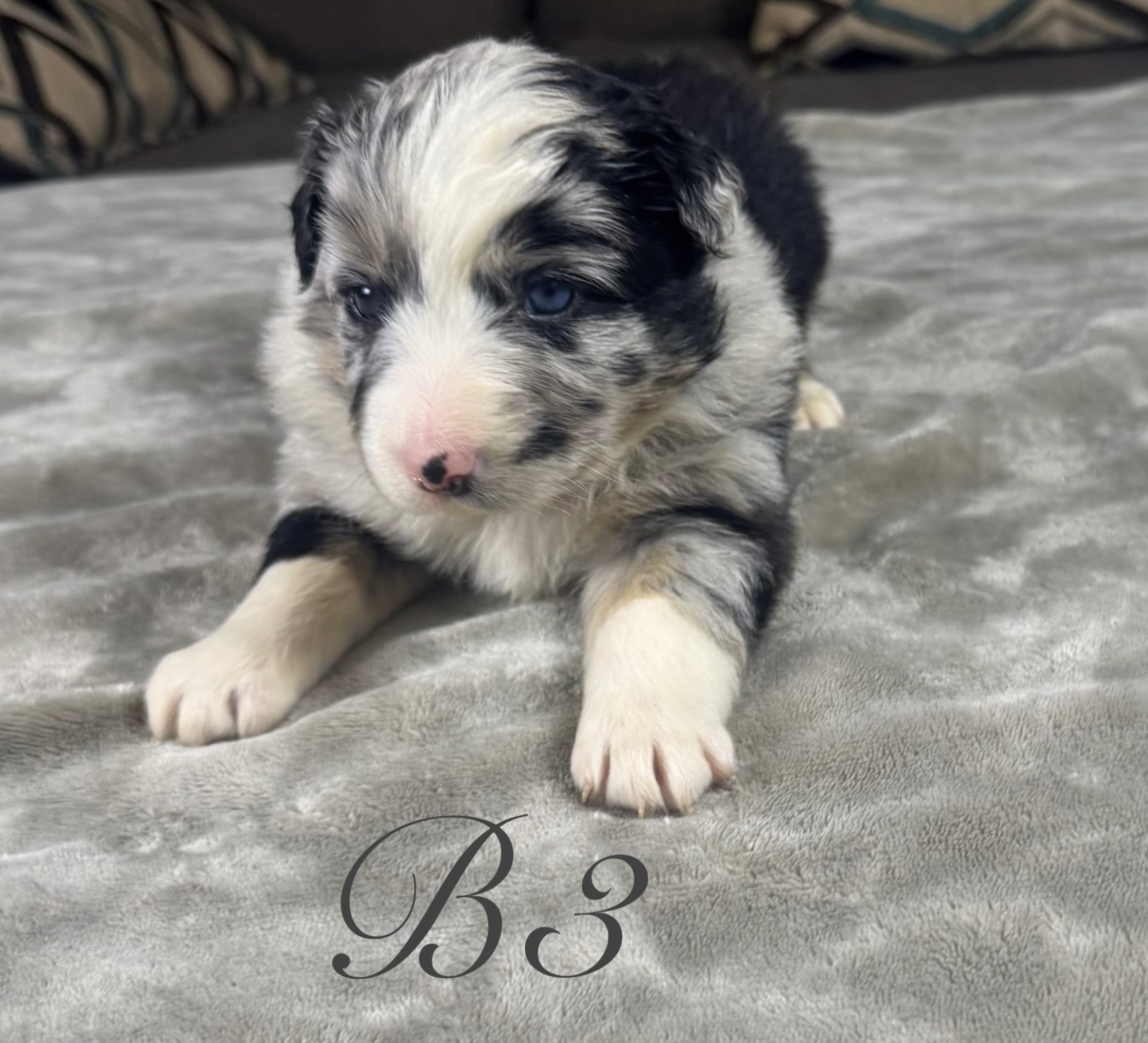 Boy 3 – Australian Shepherd puppy for sale in Salisbury, NC