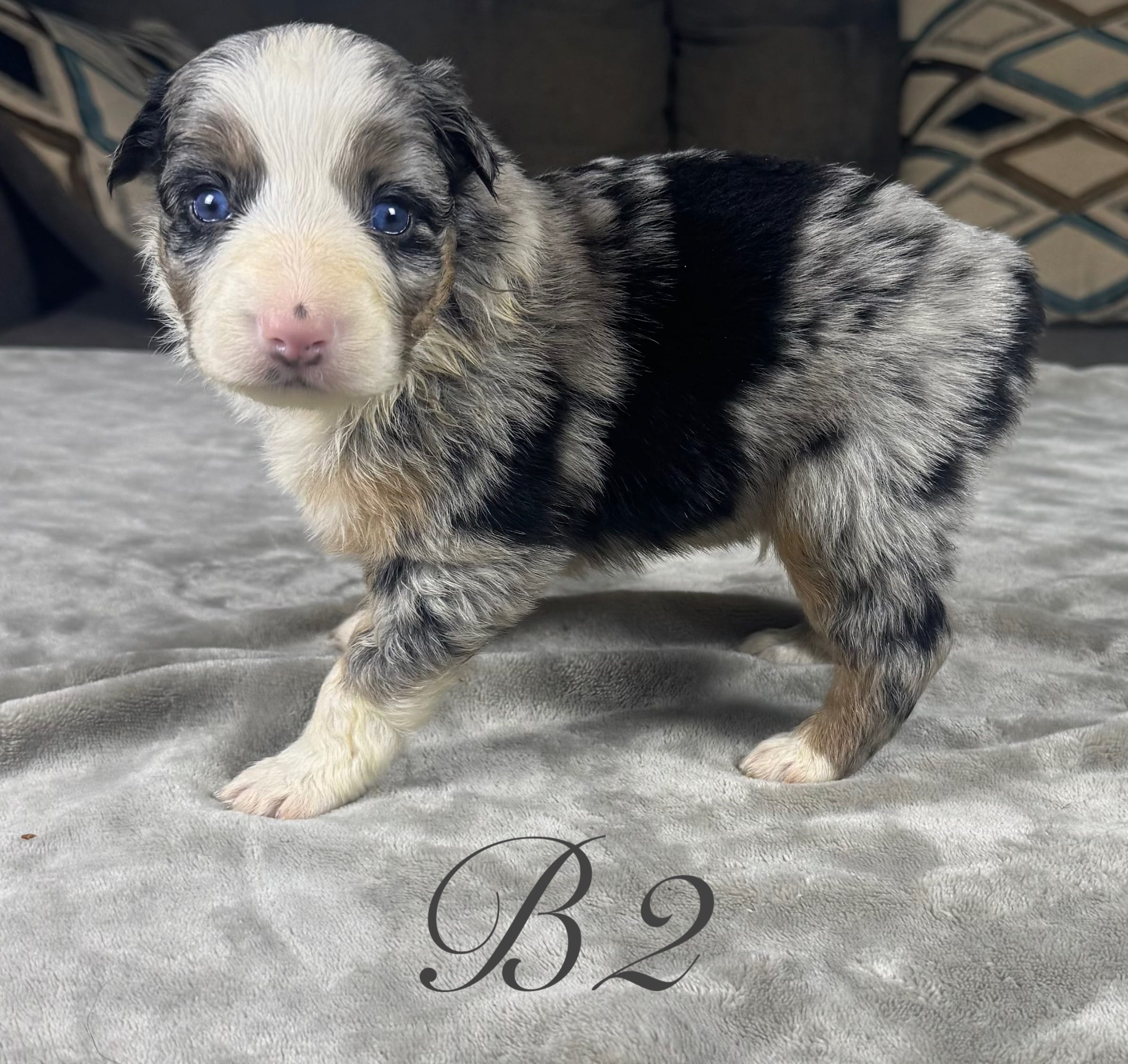 Boy 2 – Australian Shepherd puppy for sale in Salisbury, NC